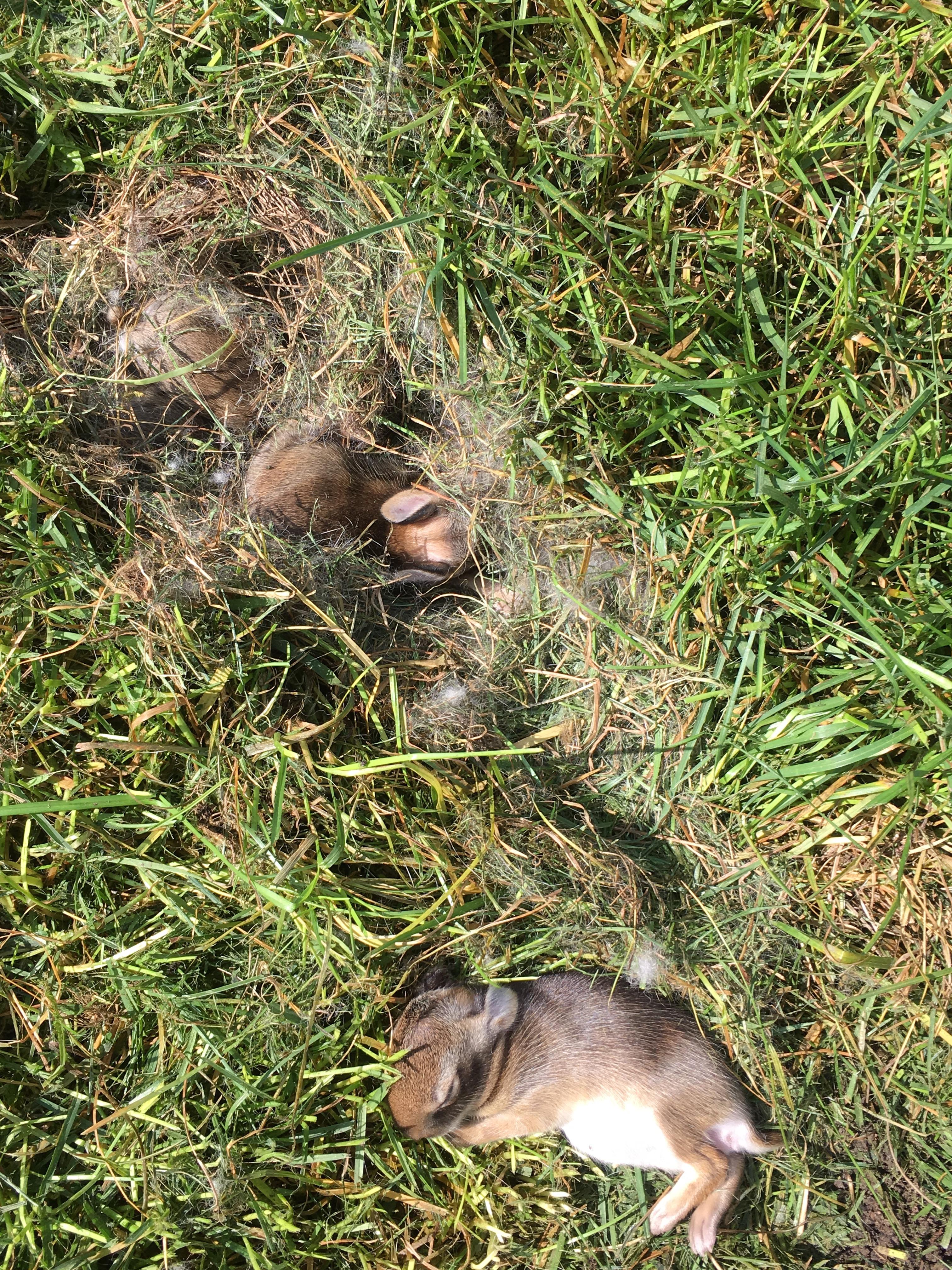 A nest of baby rabbits (kits) in my backyard ) aww