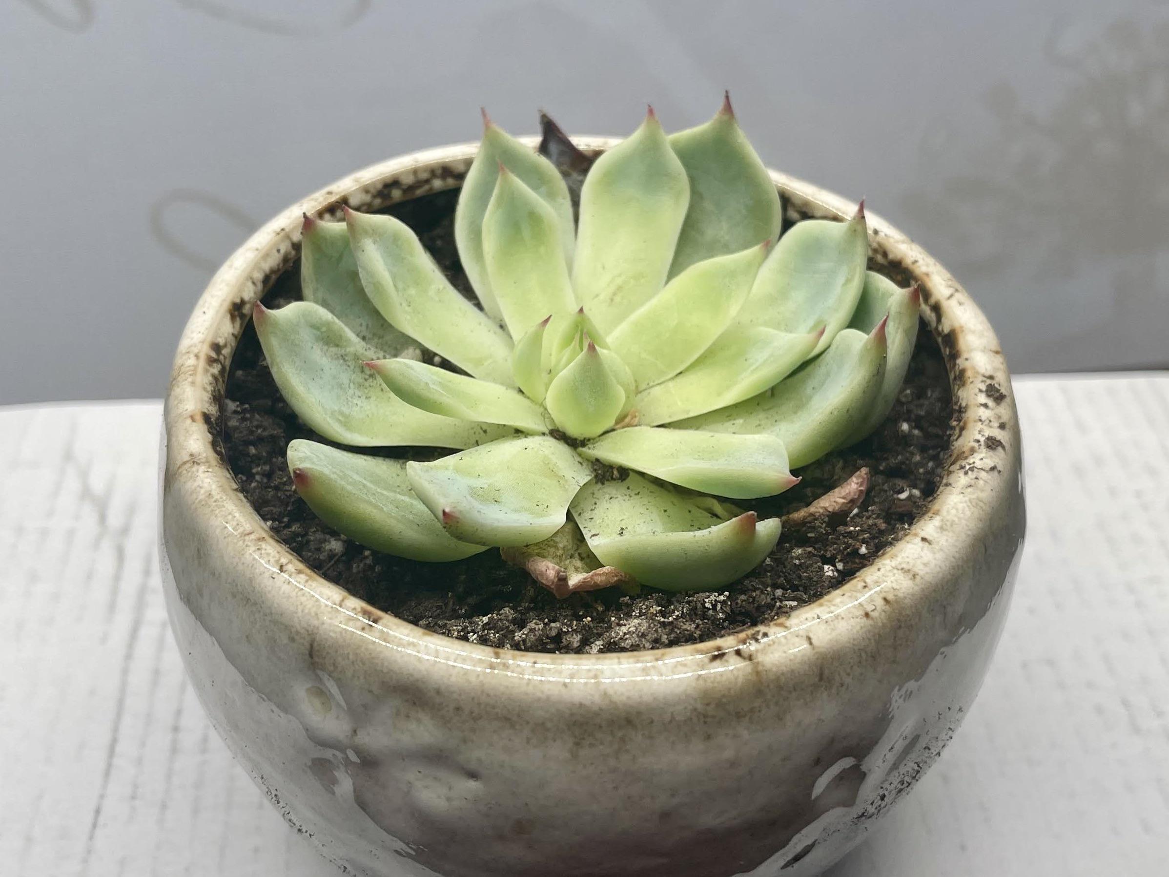 Echeveria? Too much water and not enough sun? r/succulents