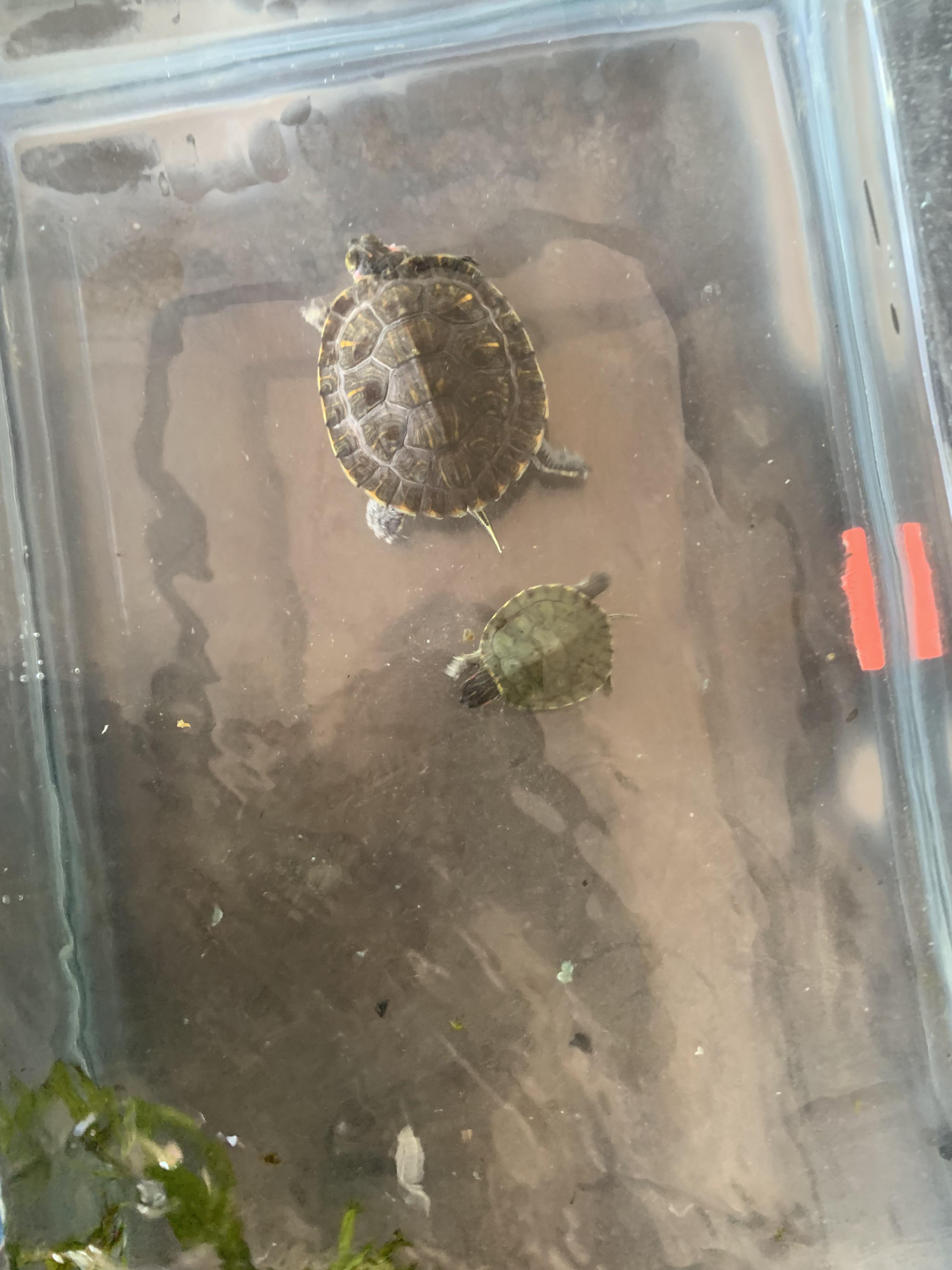 Is my baby, Freddy, experiencing shell rot? Redearedsliders