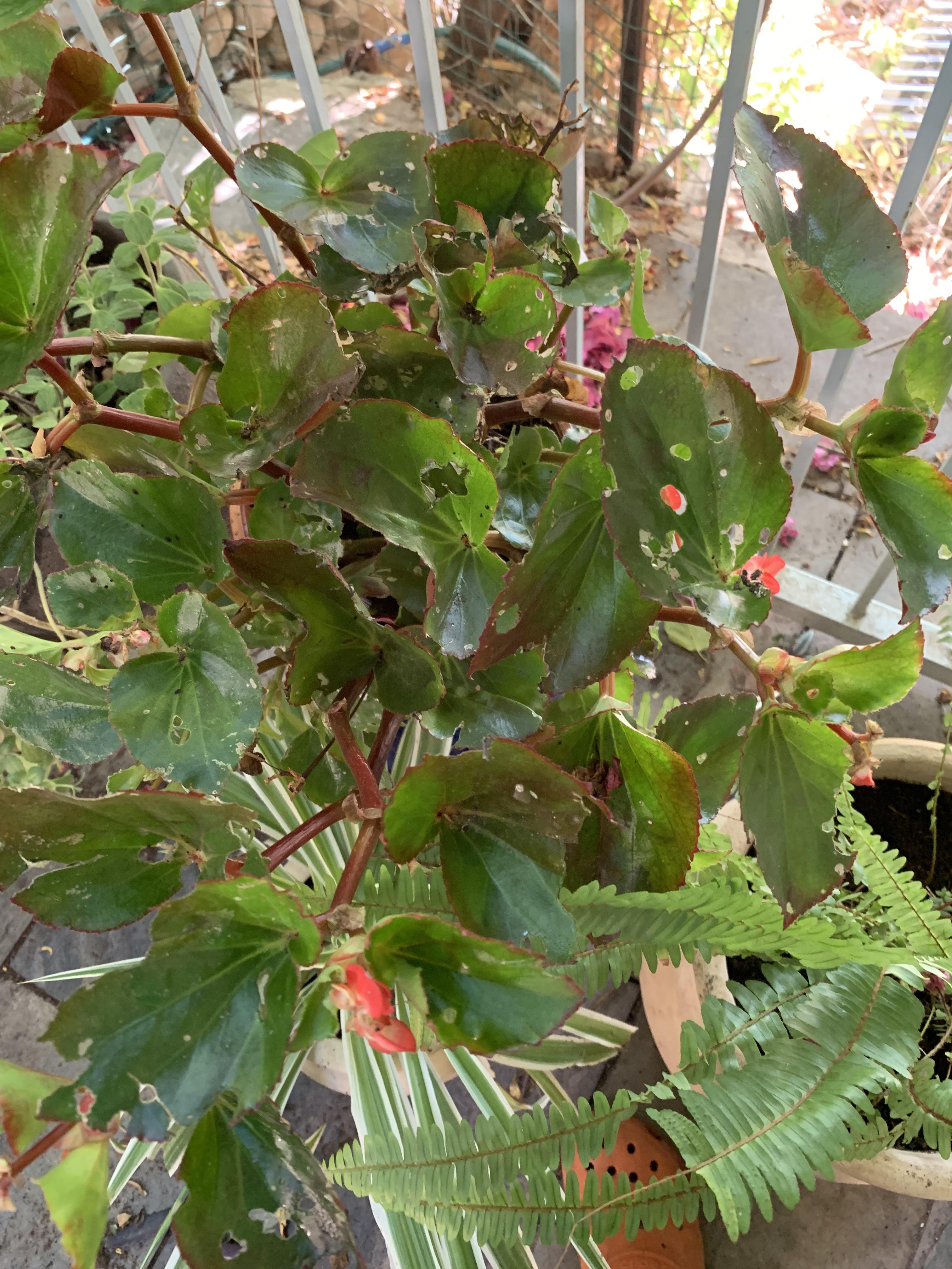 Whats eating my begonia, how do I fix it? r/plantclinic