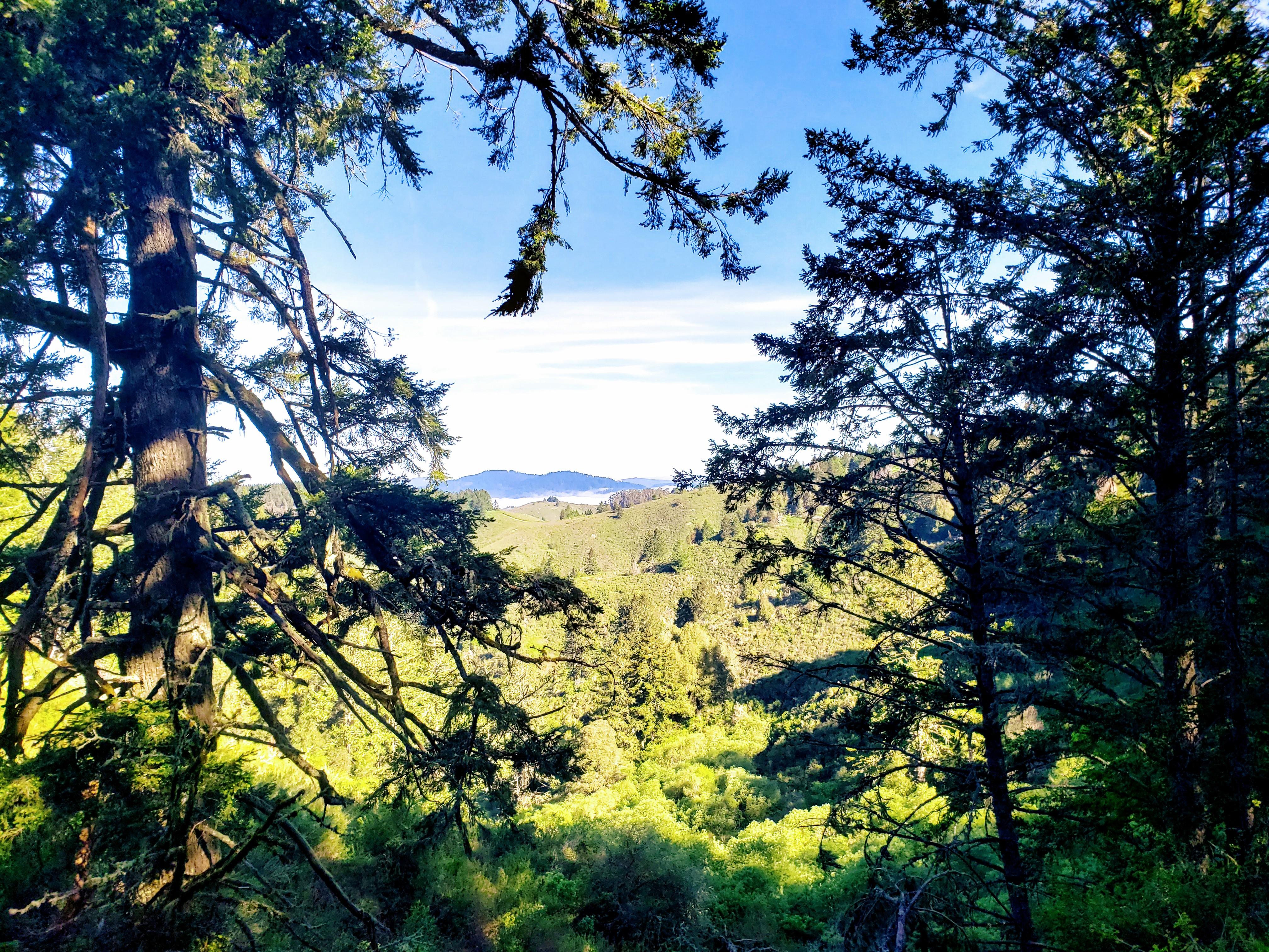 Purisima Creek Redwood. Bay Area, CA r/hiking