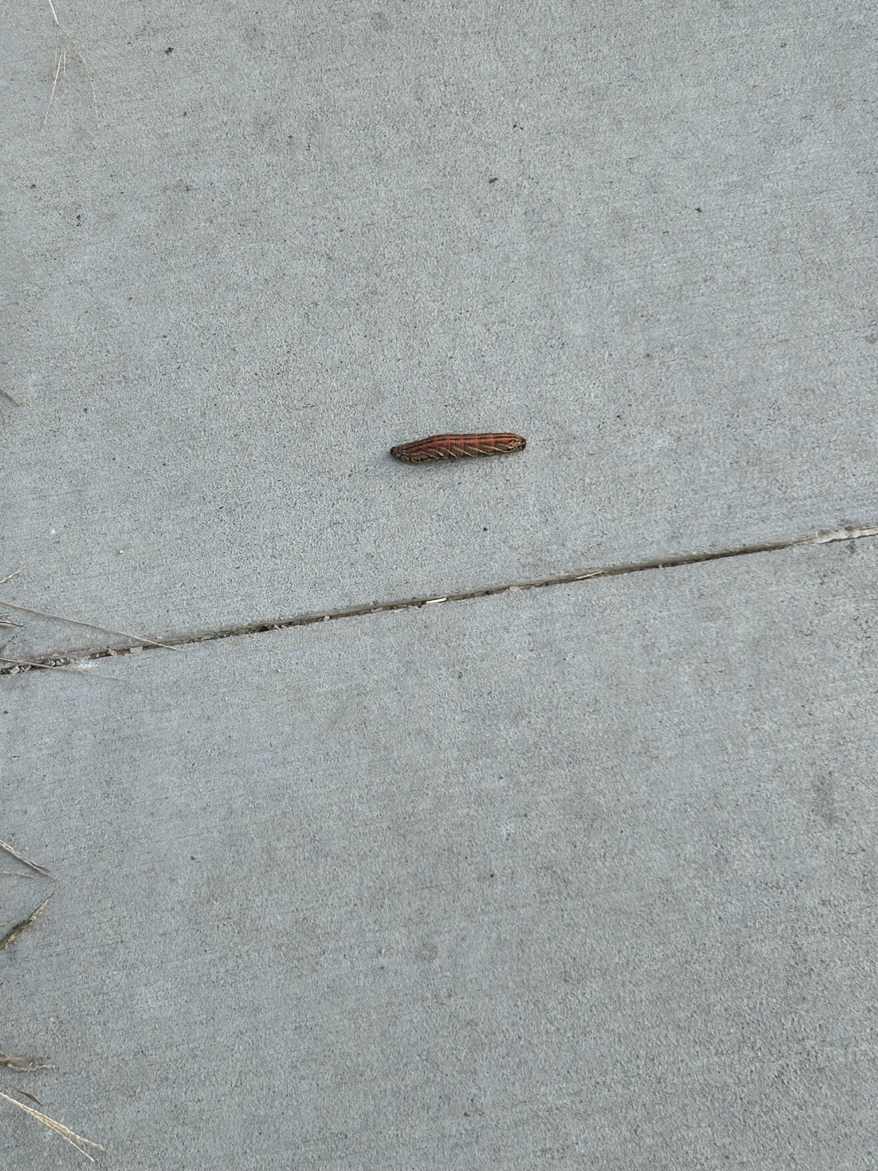 What is this caterpillar? Located in Texas r/whatsthisbug