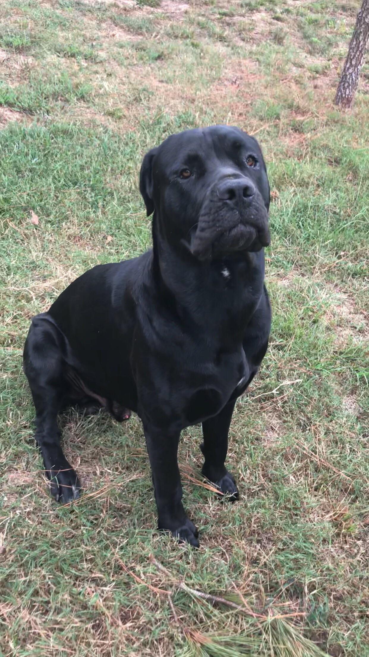 17 mo male. My first Cane Corso CaneCorso