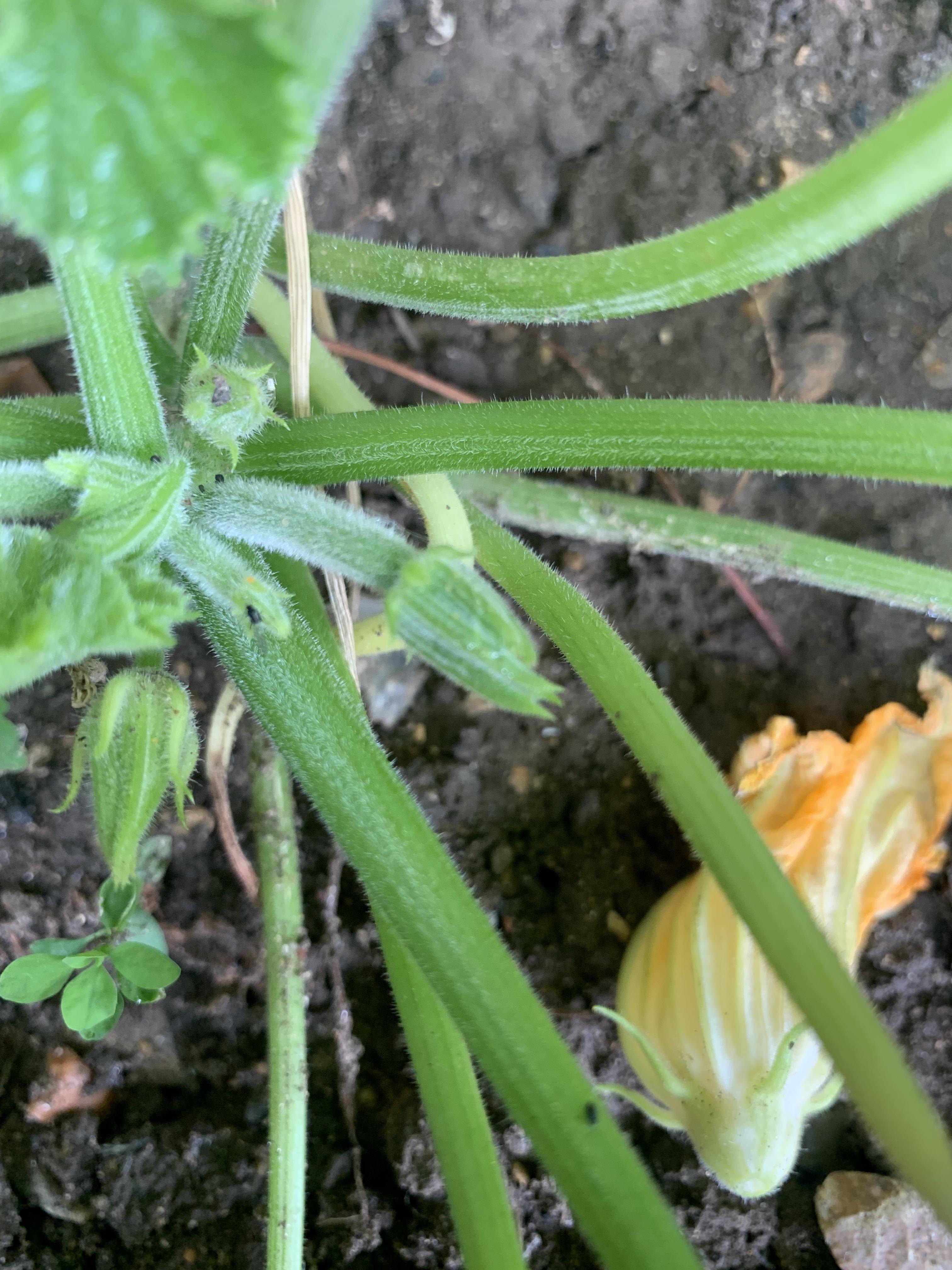 Hi all! Is this actual fruit growing on my courgette plant? TIA! ) r