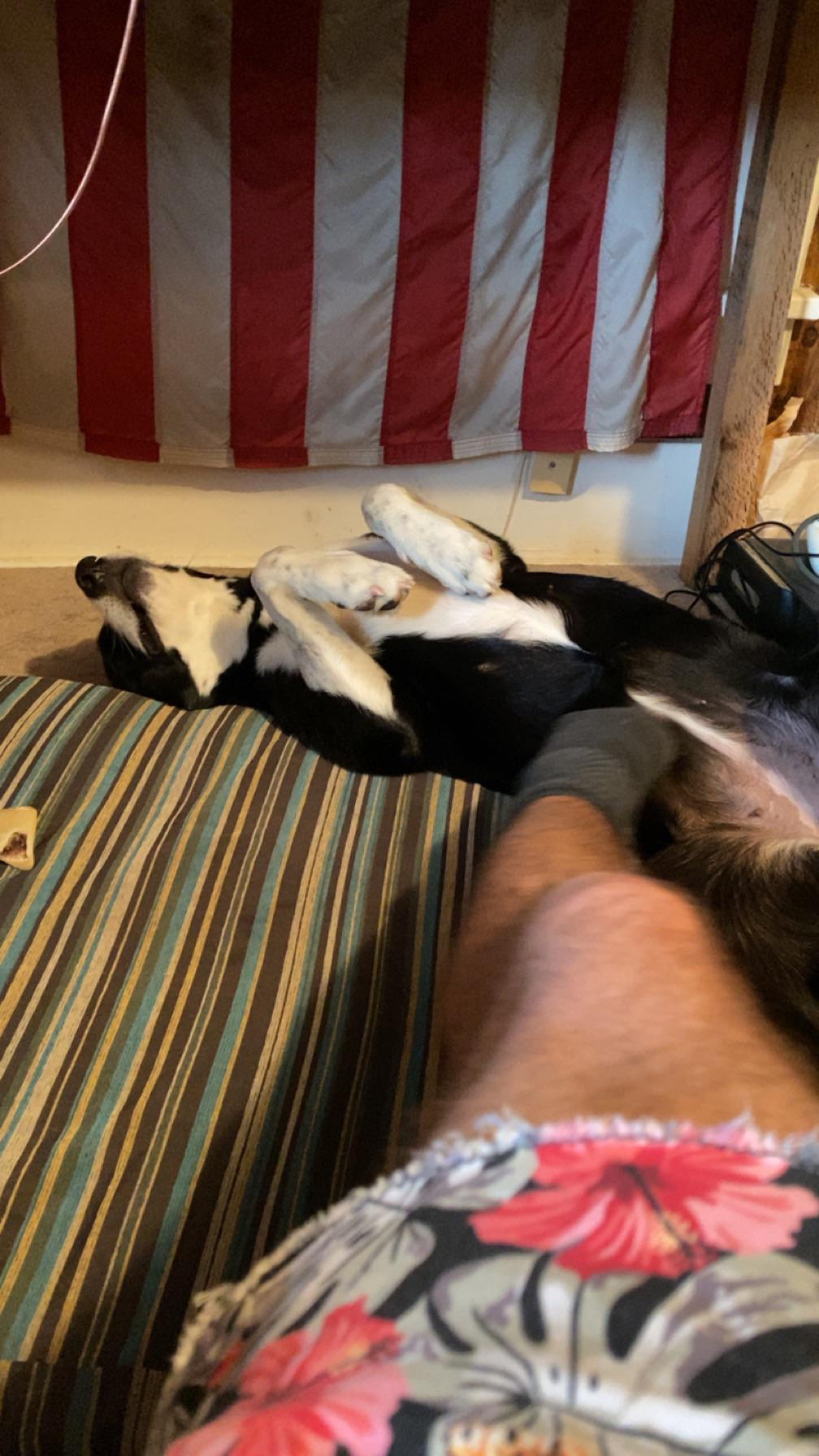 Day 2 after she got some dewormer. Tapeworm successfully vanquished