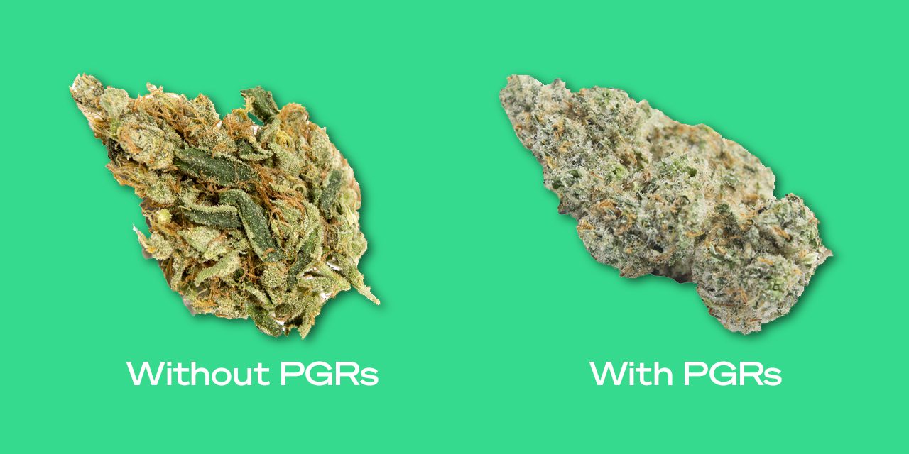 does dispensary bud contain pgr's to attain that medicinal look? or can