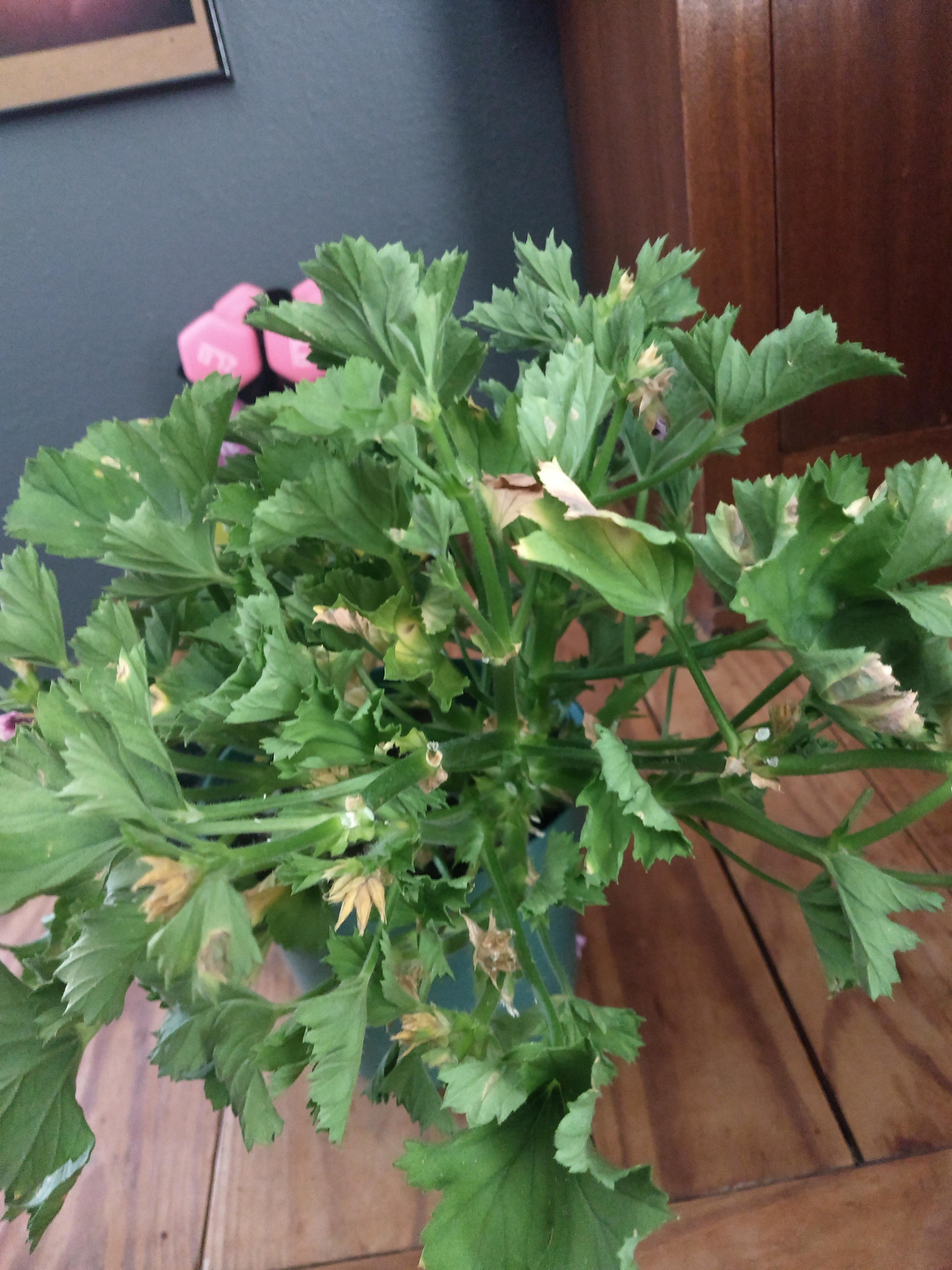 I accidentally over watered my geraniums. Do I let it recover or keep