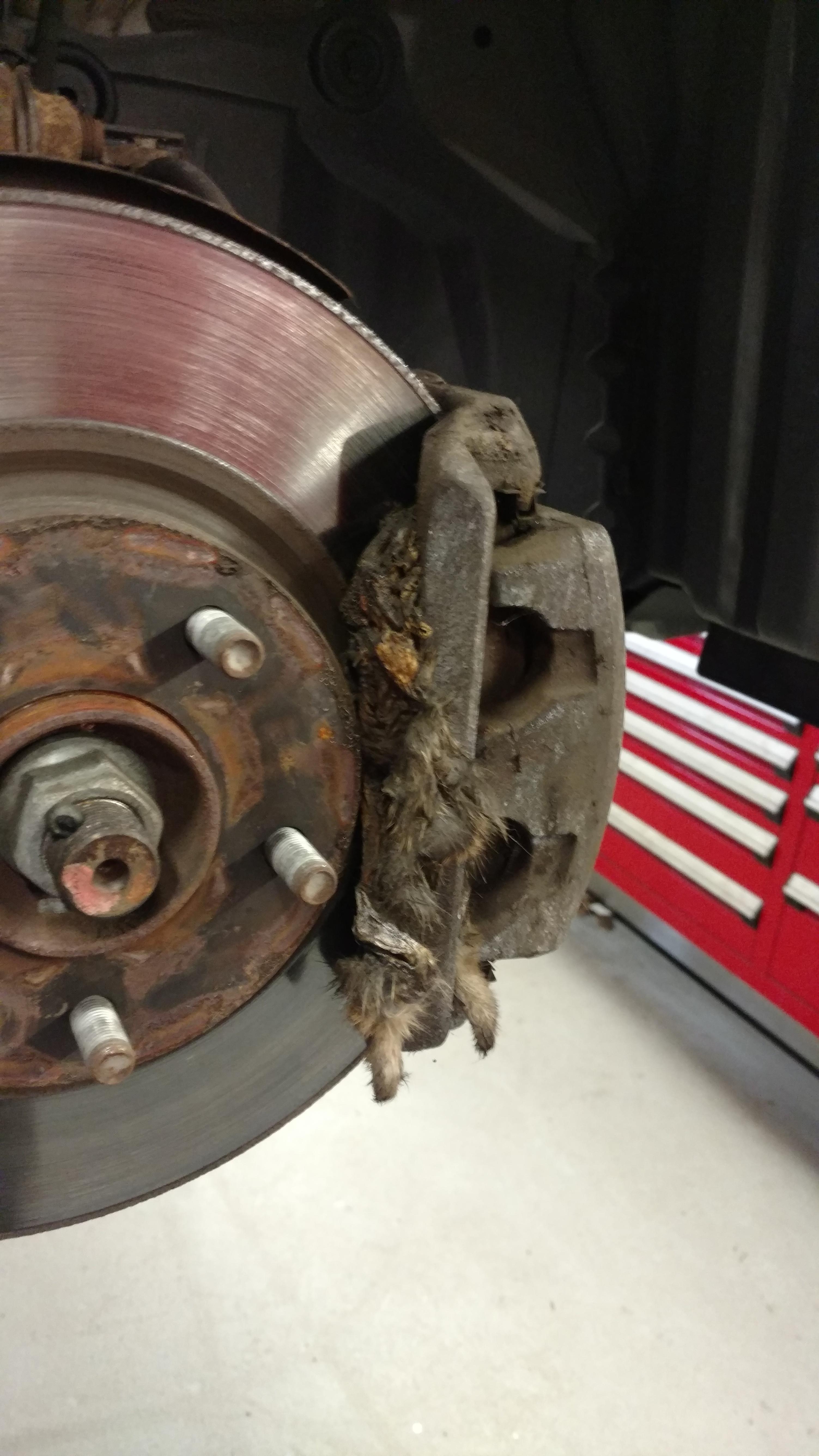 Brakes are squeaking