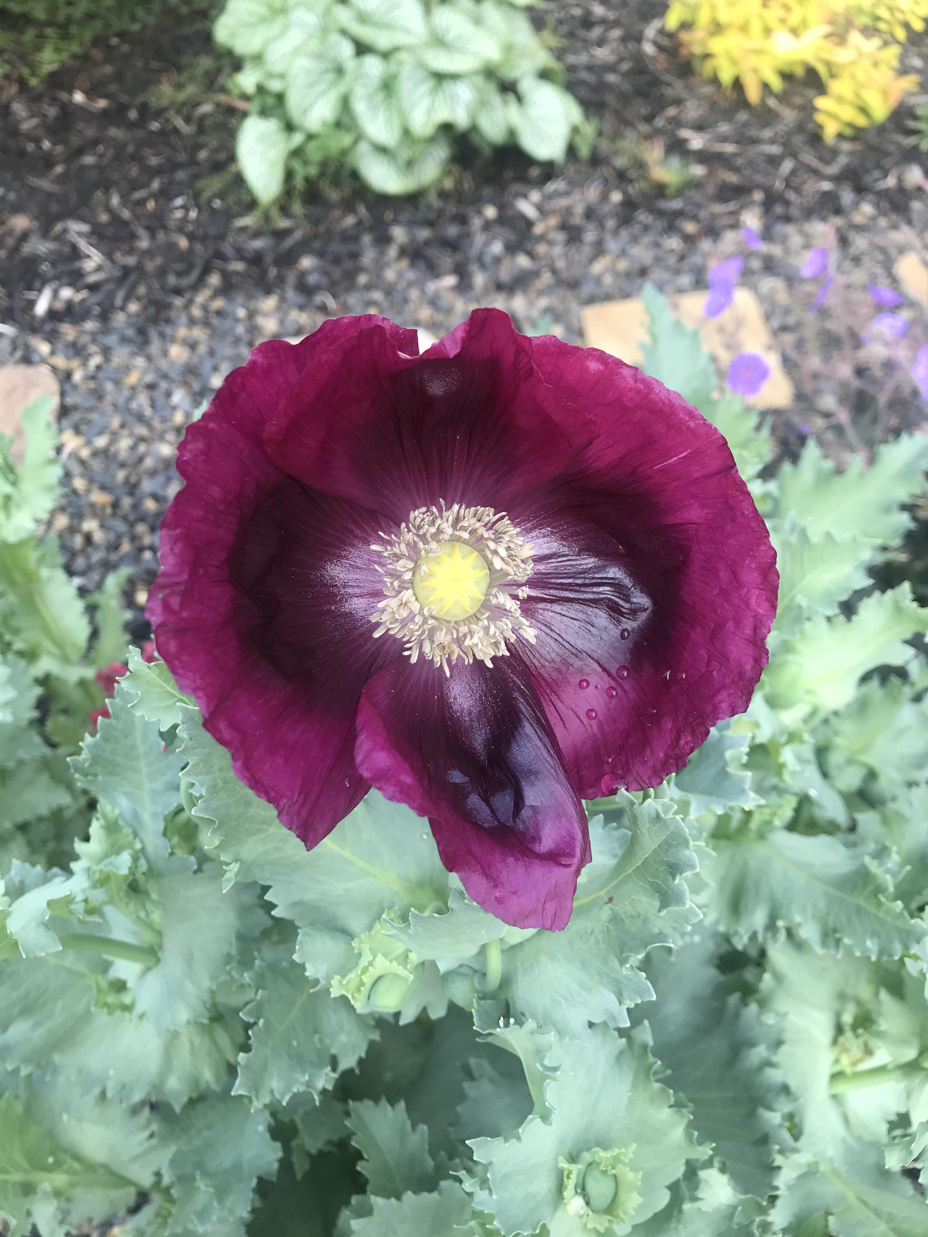 I love when the poppies start to bloom! r/gardening