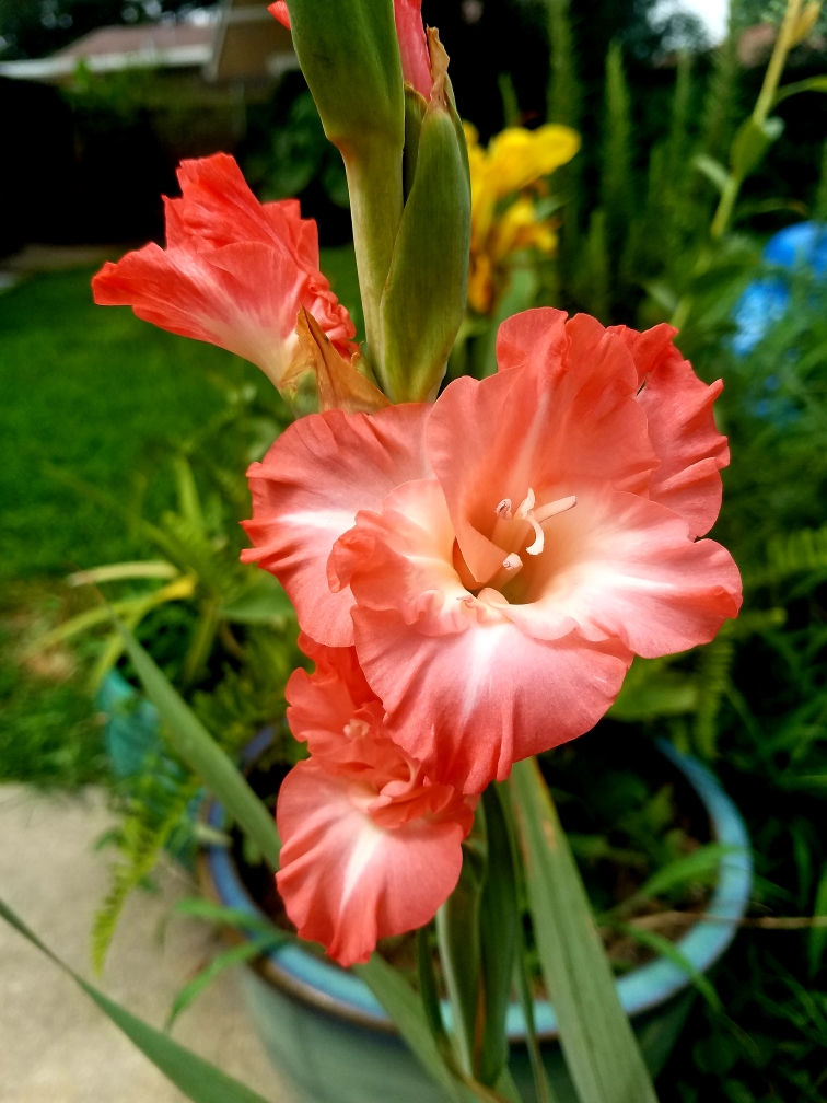 Gladiolus blooming in new orleans r/gardening