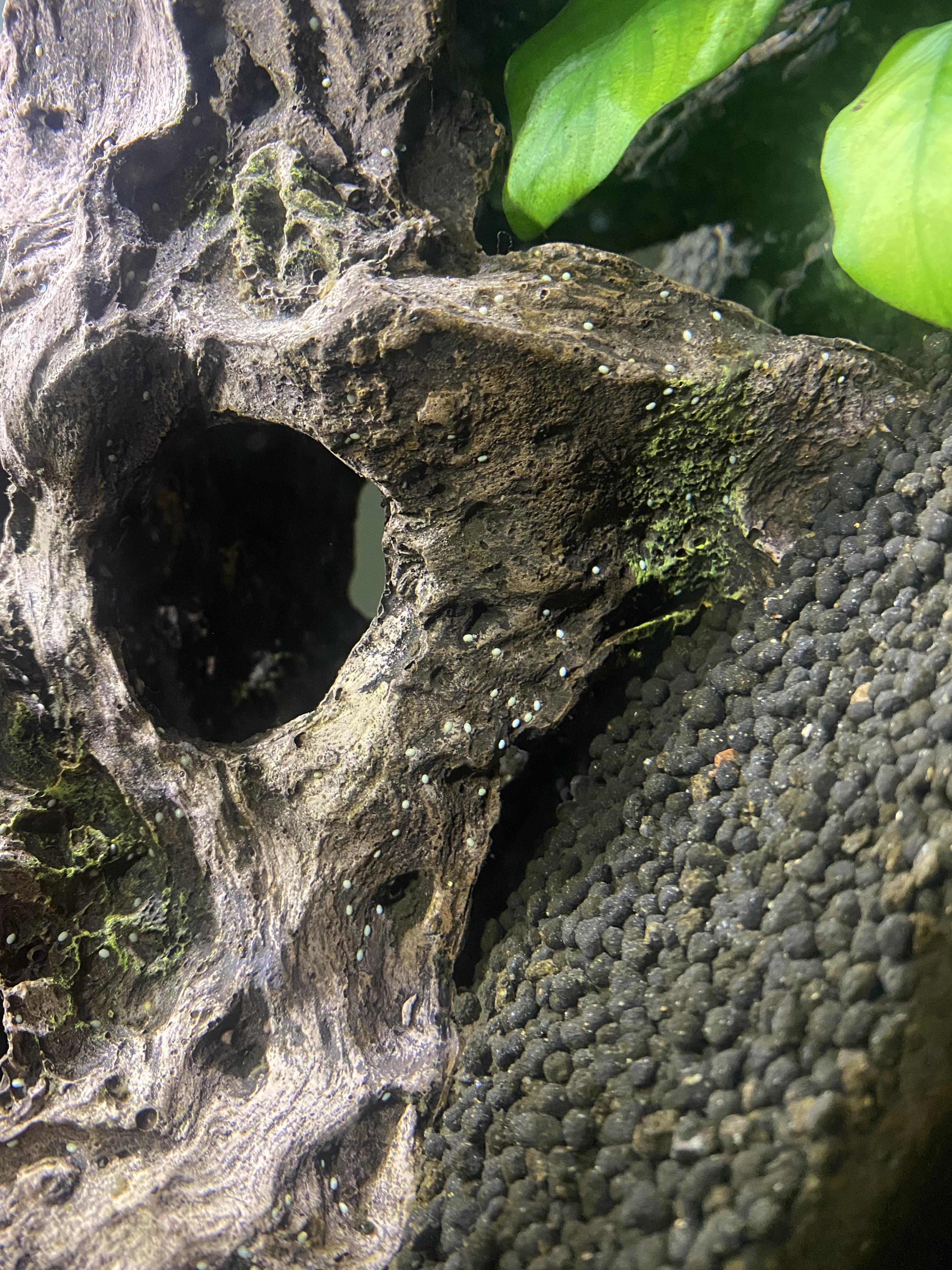 What are these white dots??? r/aquarium