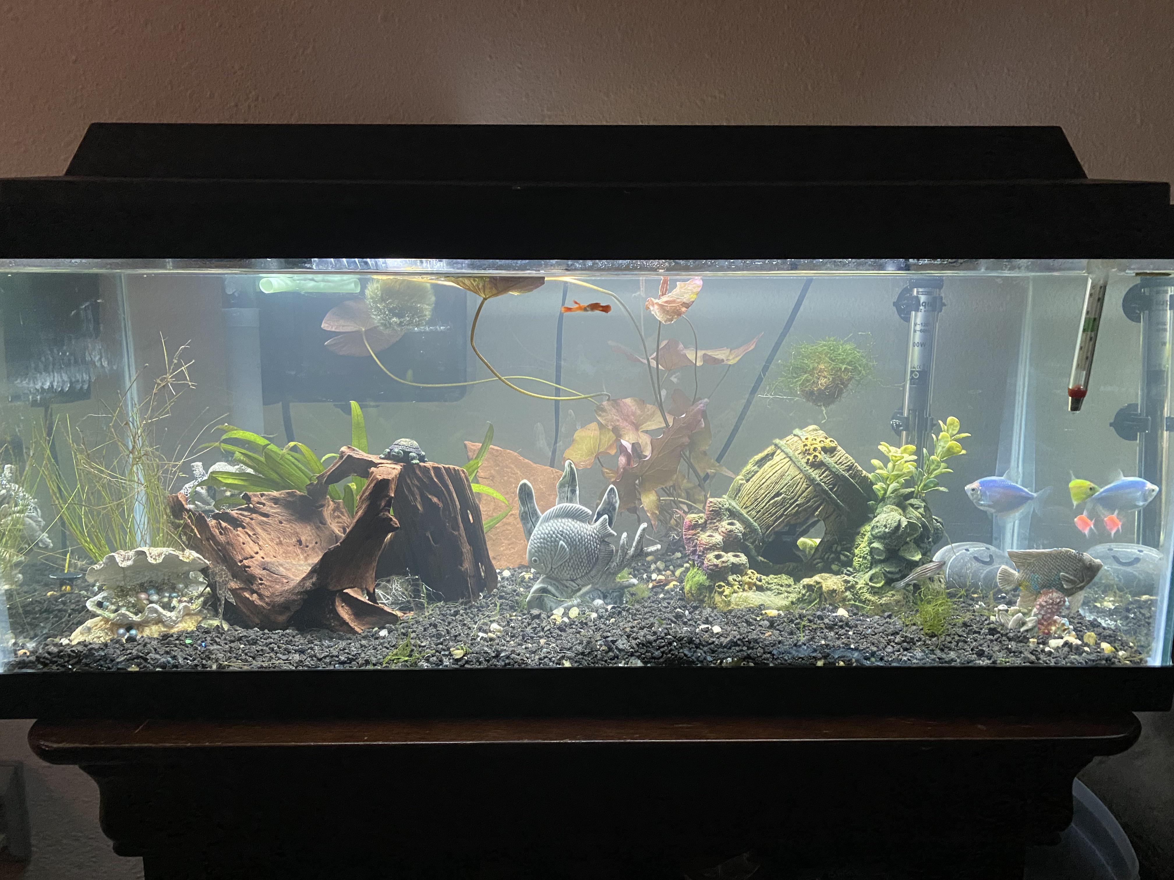 Is this over stocked? This is a 35 gallon tank. It consists of one