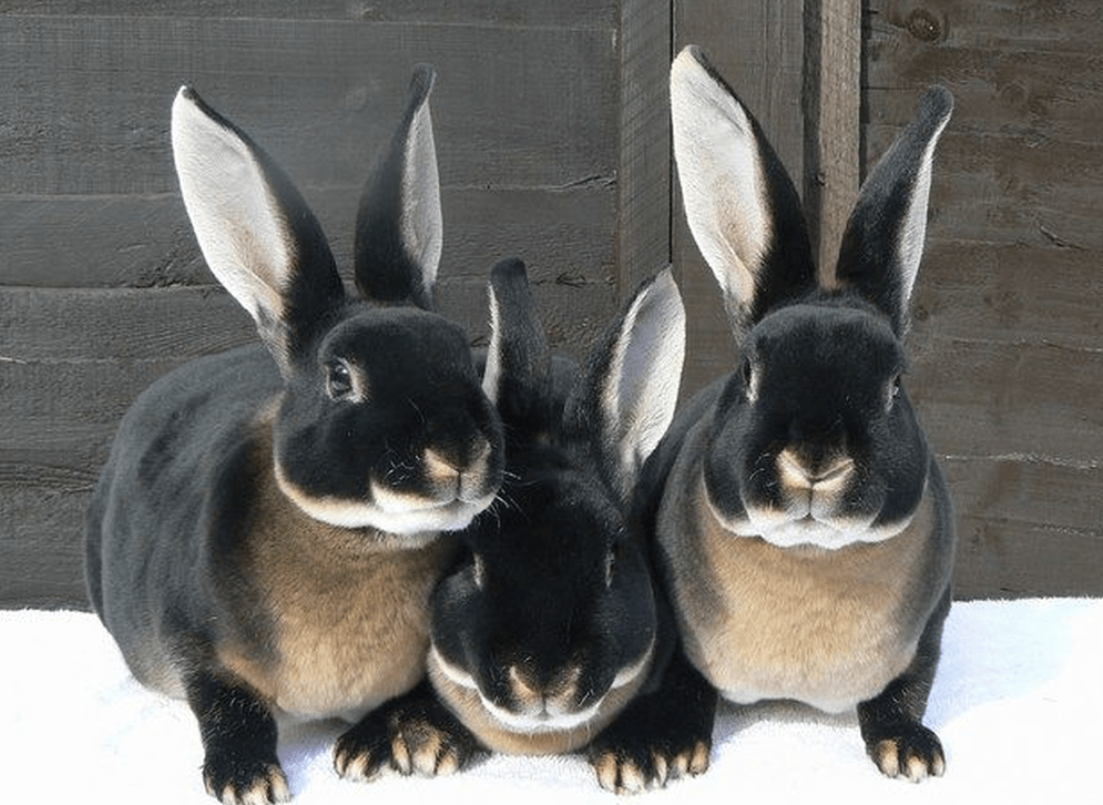 The black otter rex rabbit is a mediumsized, stout animal with a