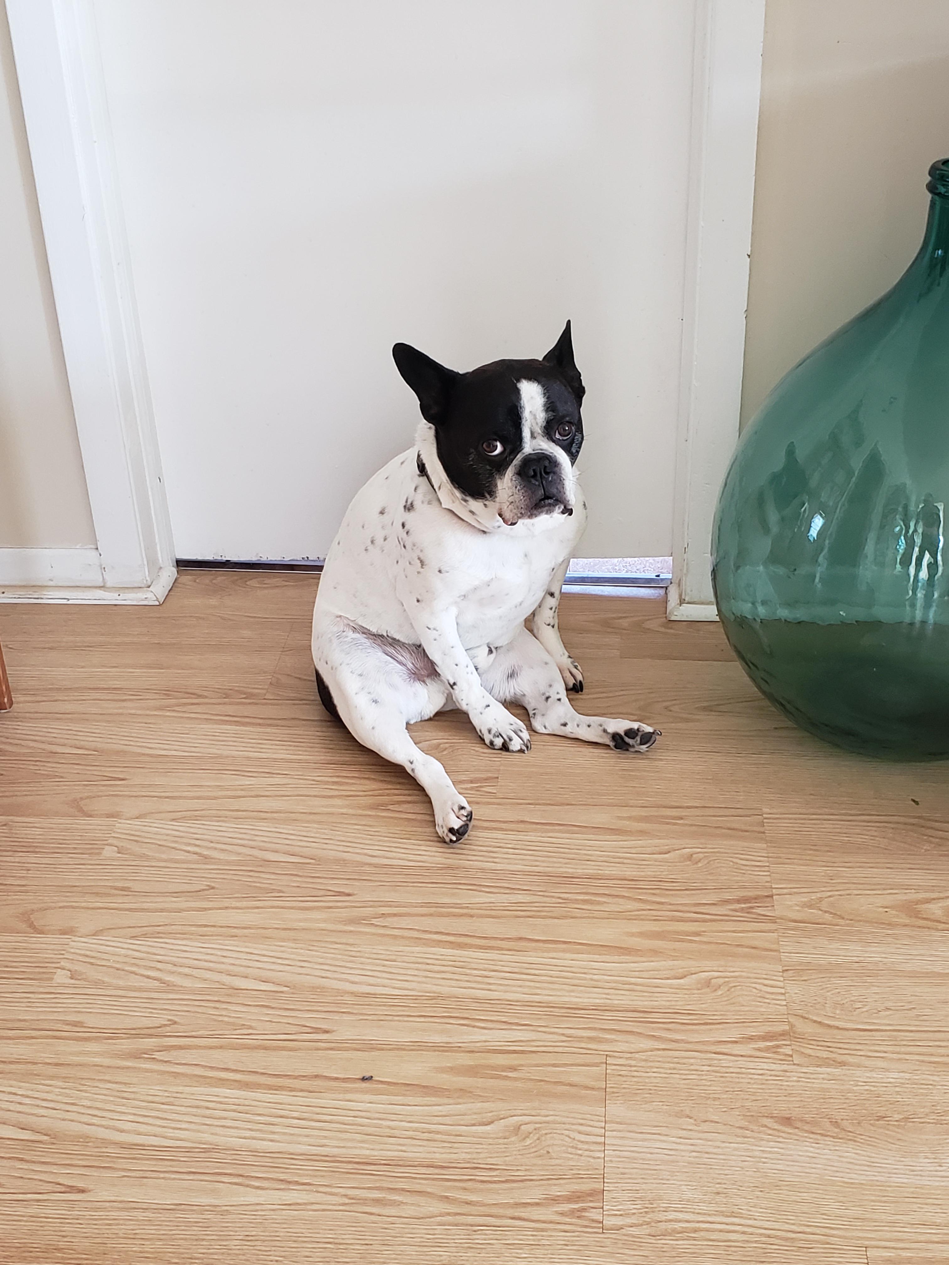 Was told you'd like this..The way our dog sits by the door when my wife