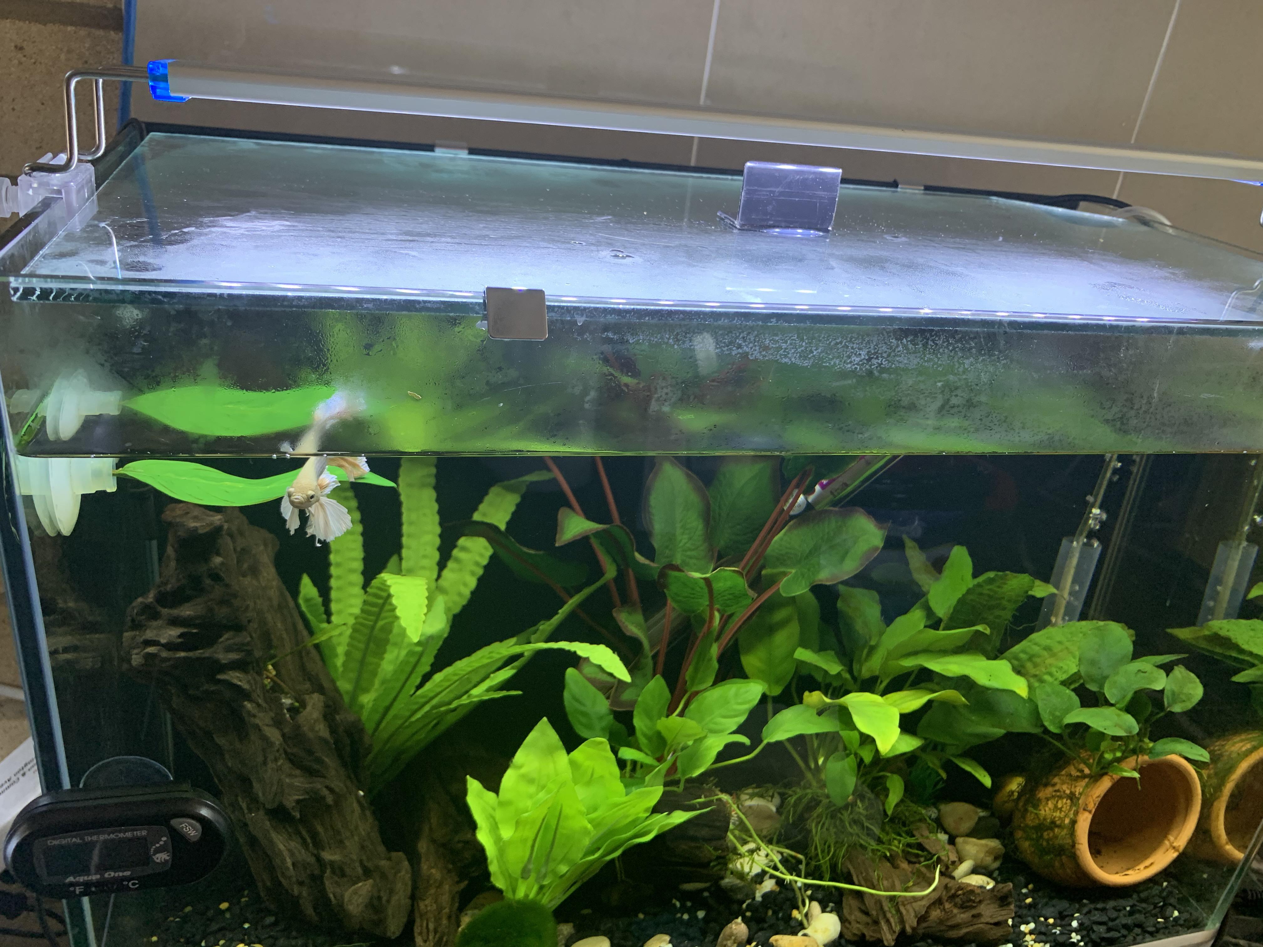 Finally was able to get a glass lid for my bettas tank. I’m so used to