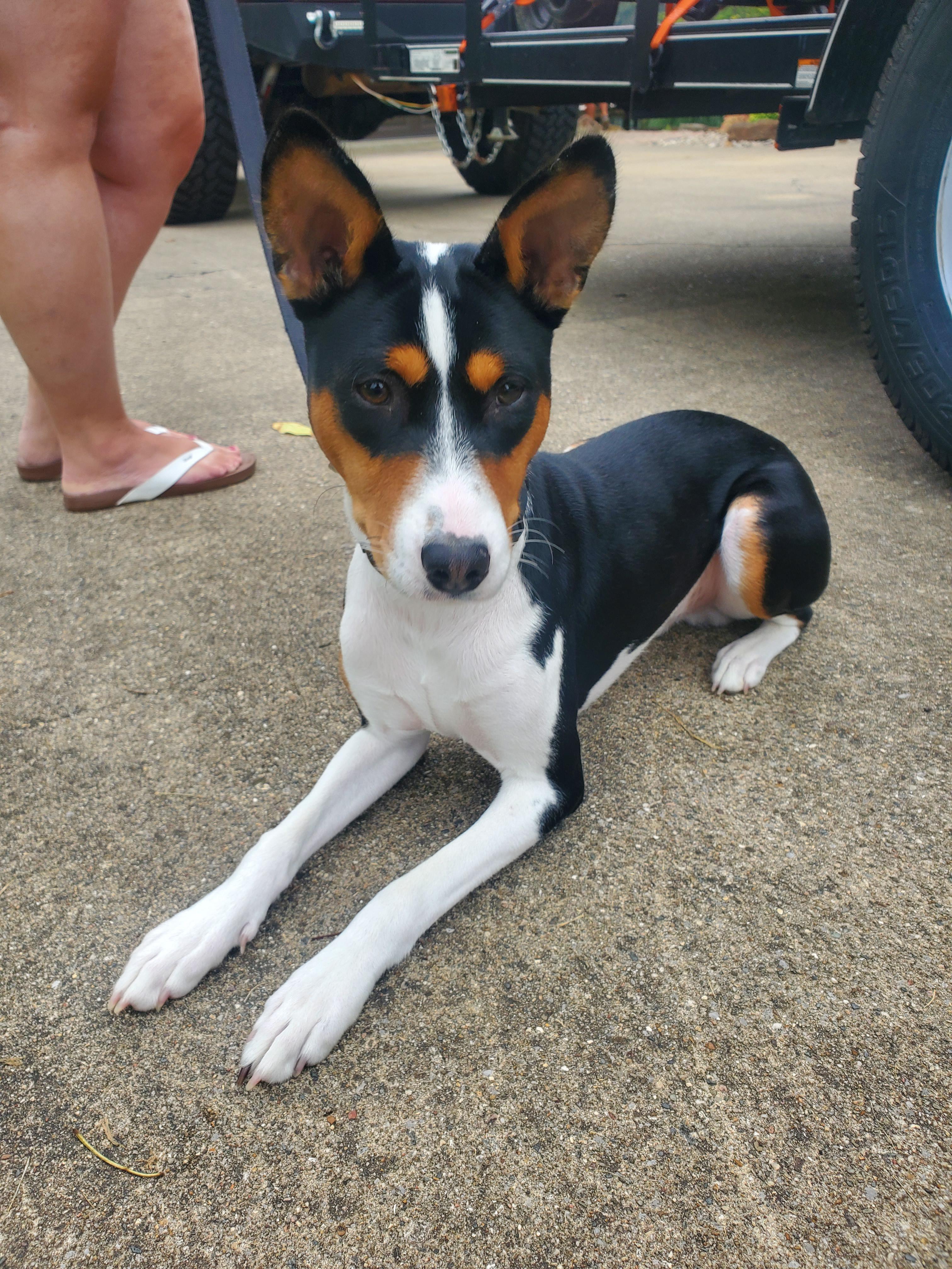 My border collie basenji mix! Basenji