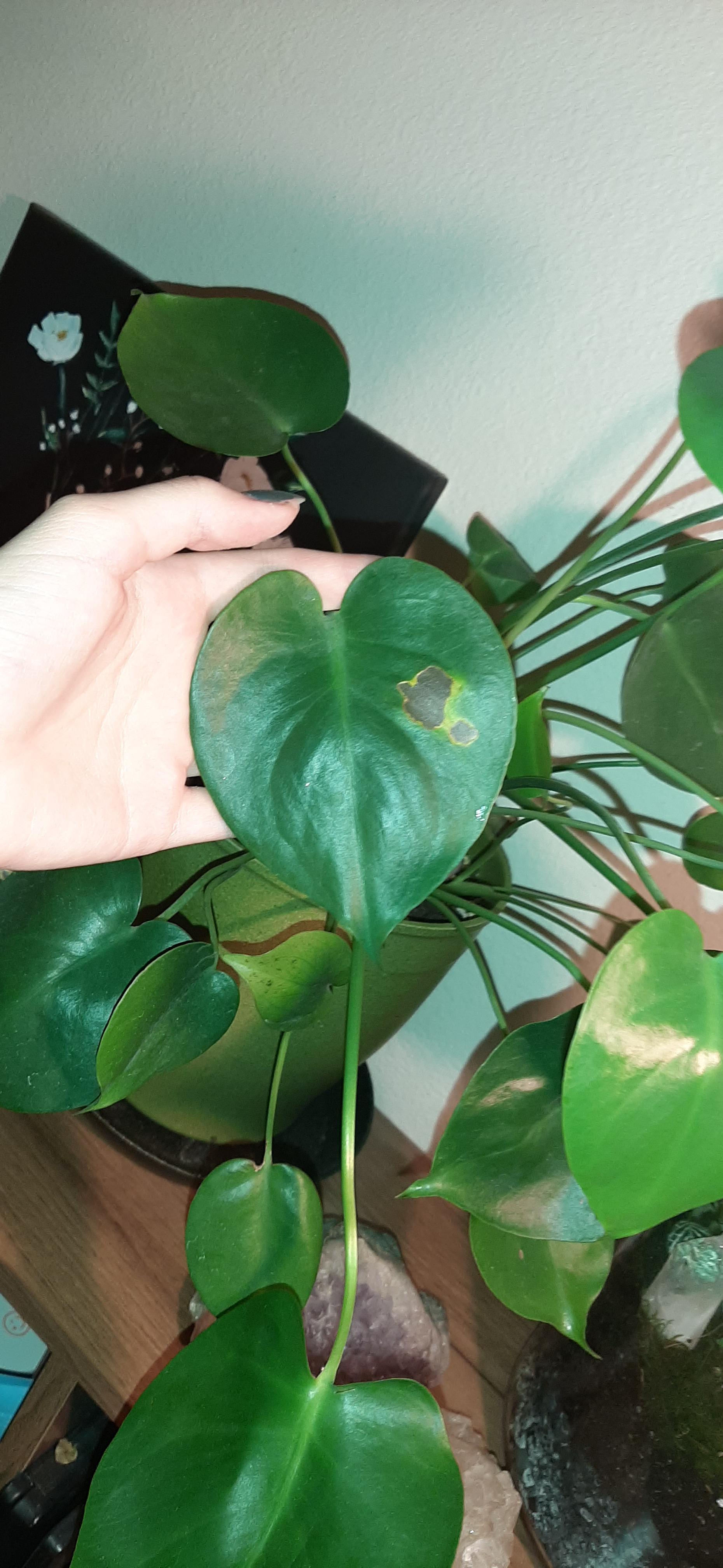 what causes this brown spot? how do i get rid of it/ prevent it? r/plant