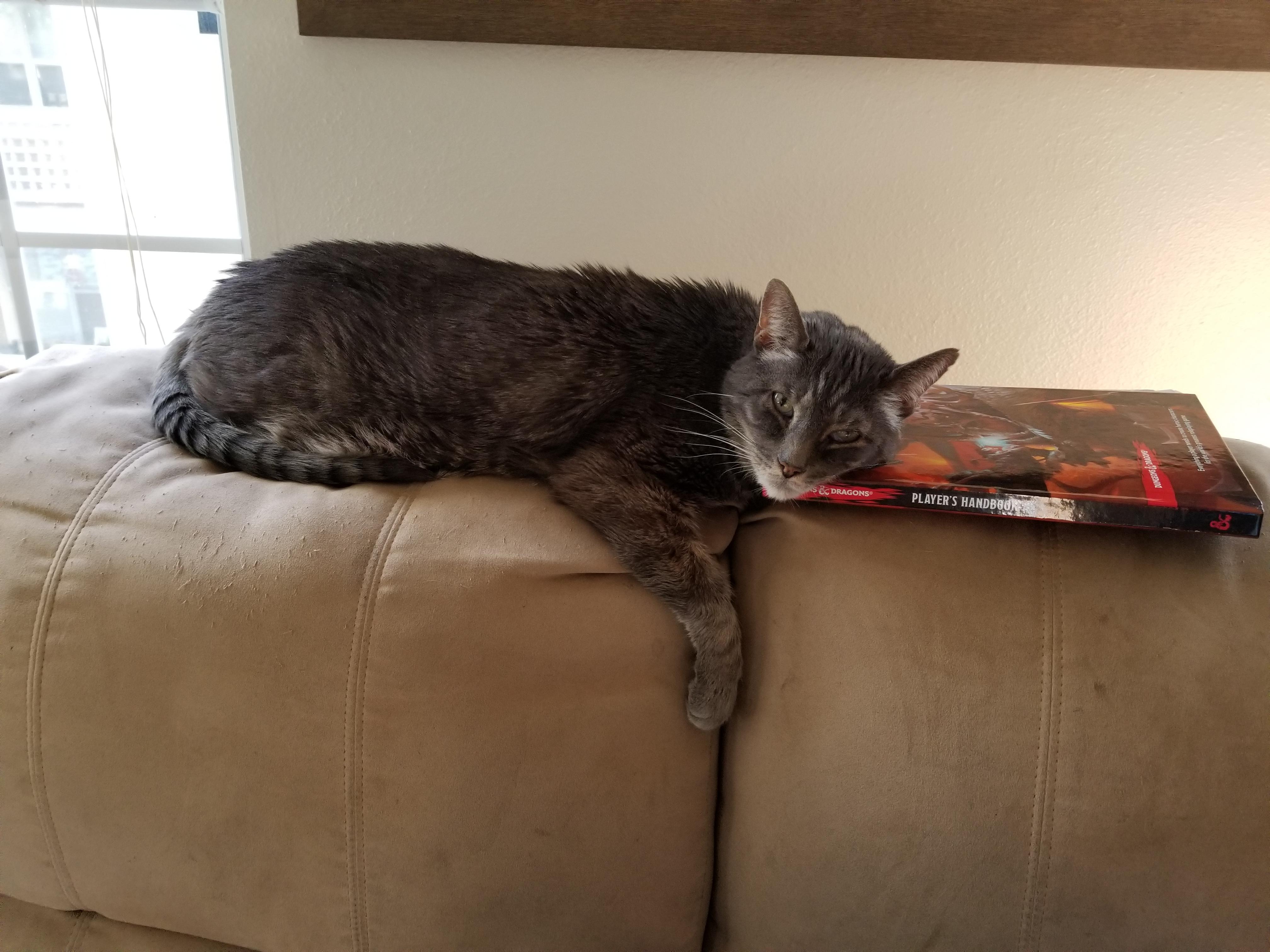 Today on national pet day we had to put my cat down this morning. I