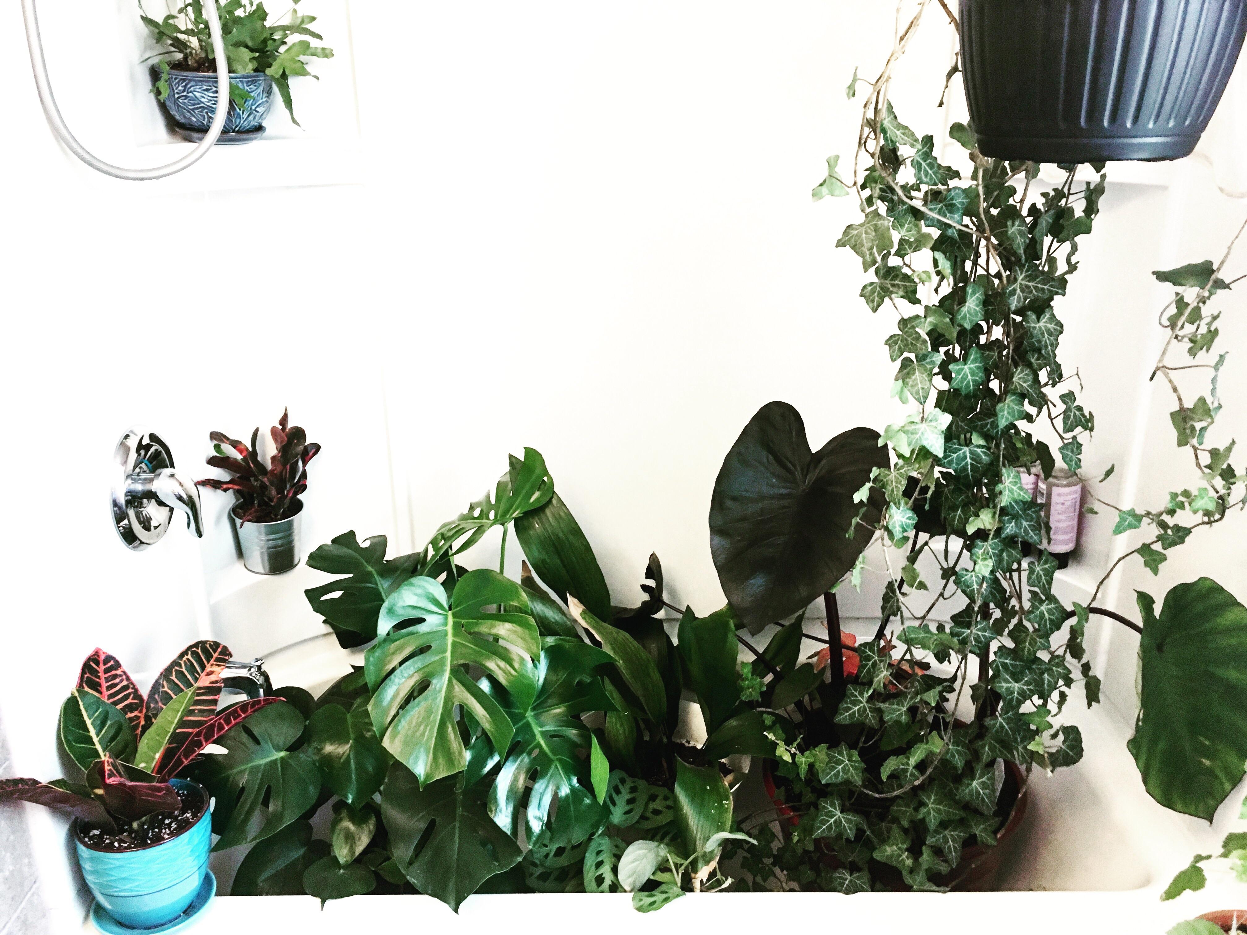 It’s shower day for these tropicals. r/houseplants