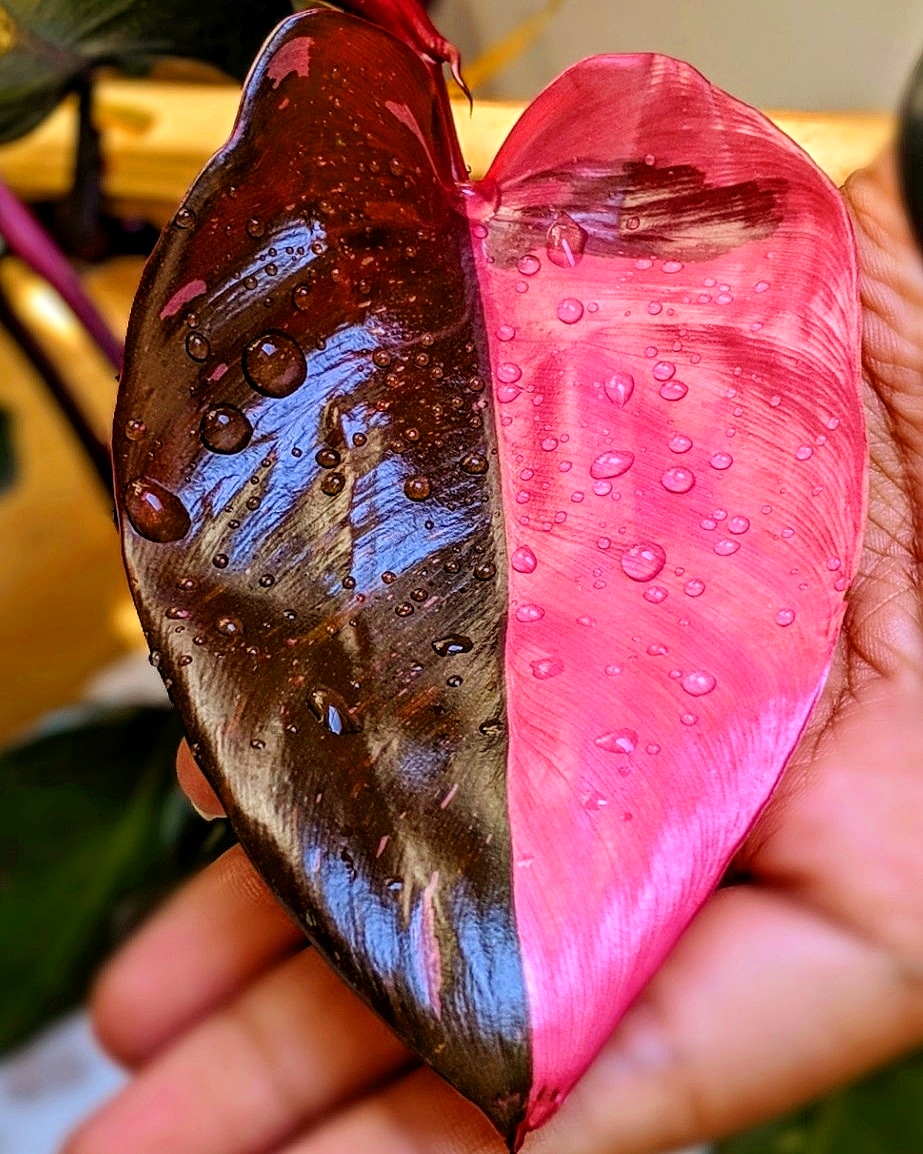 Shiny new leaf on Philodendron pink princess. 🍉 r/houseplants