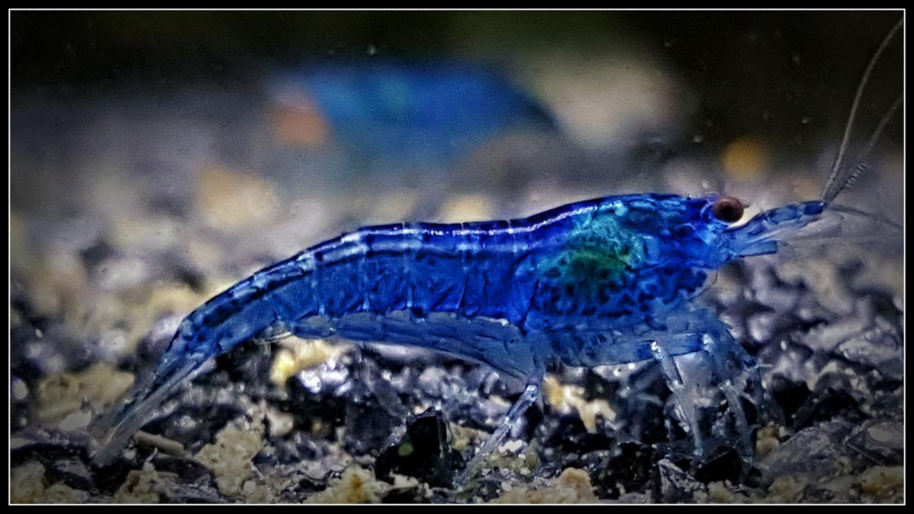 One of the best blue dream breeder in Australia just sold me this fella