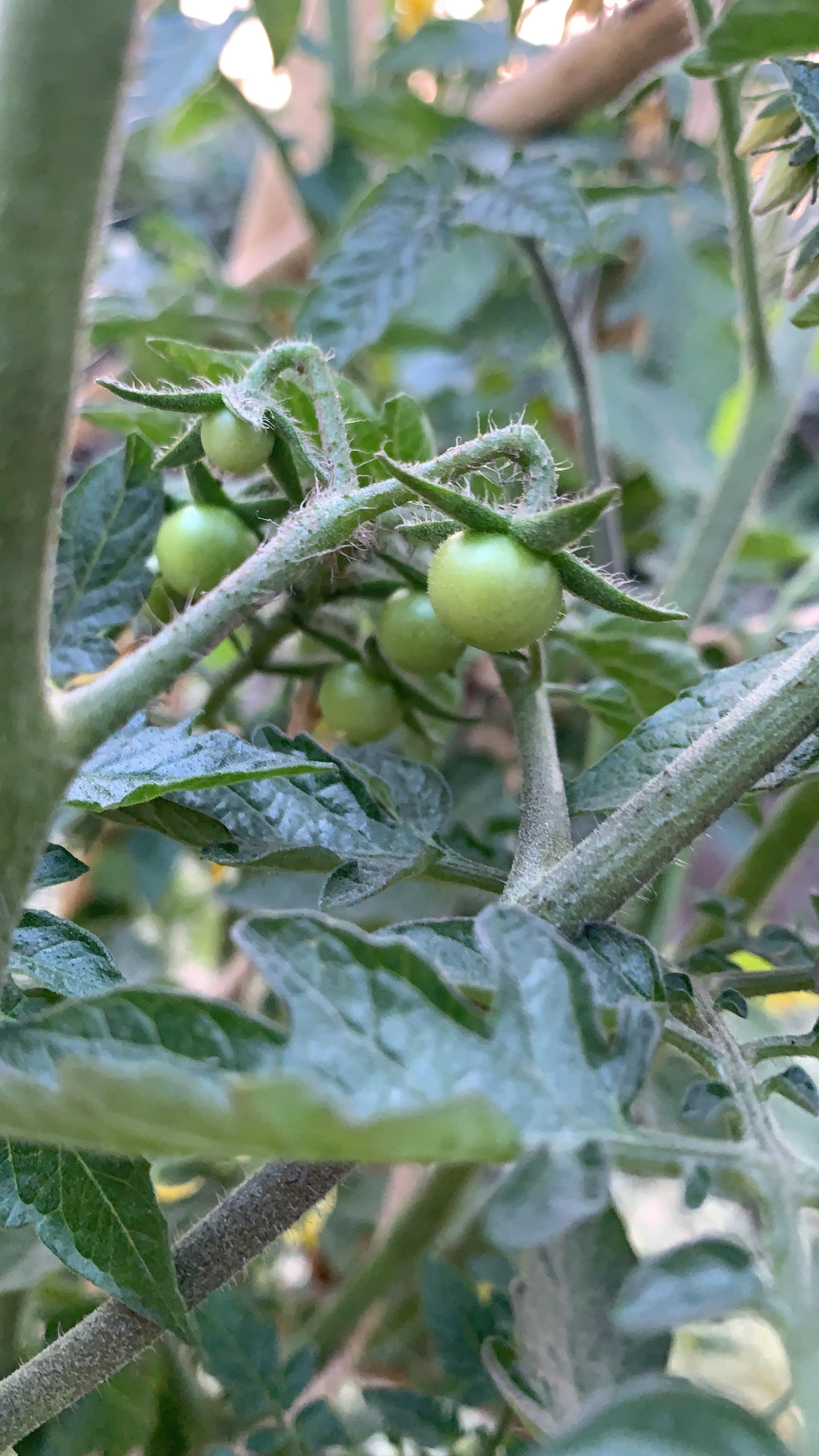 My cherry tomato plants survived the winter! Fruits of my labour a