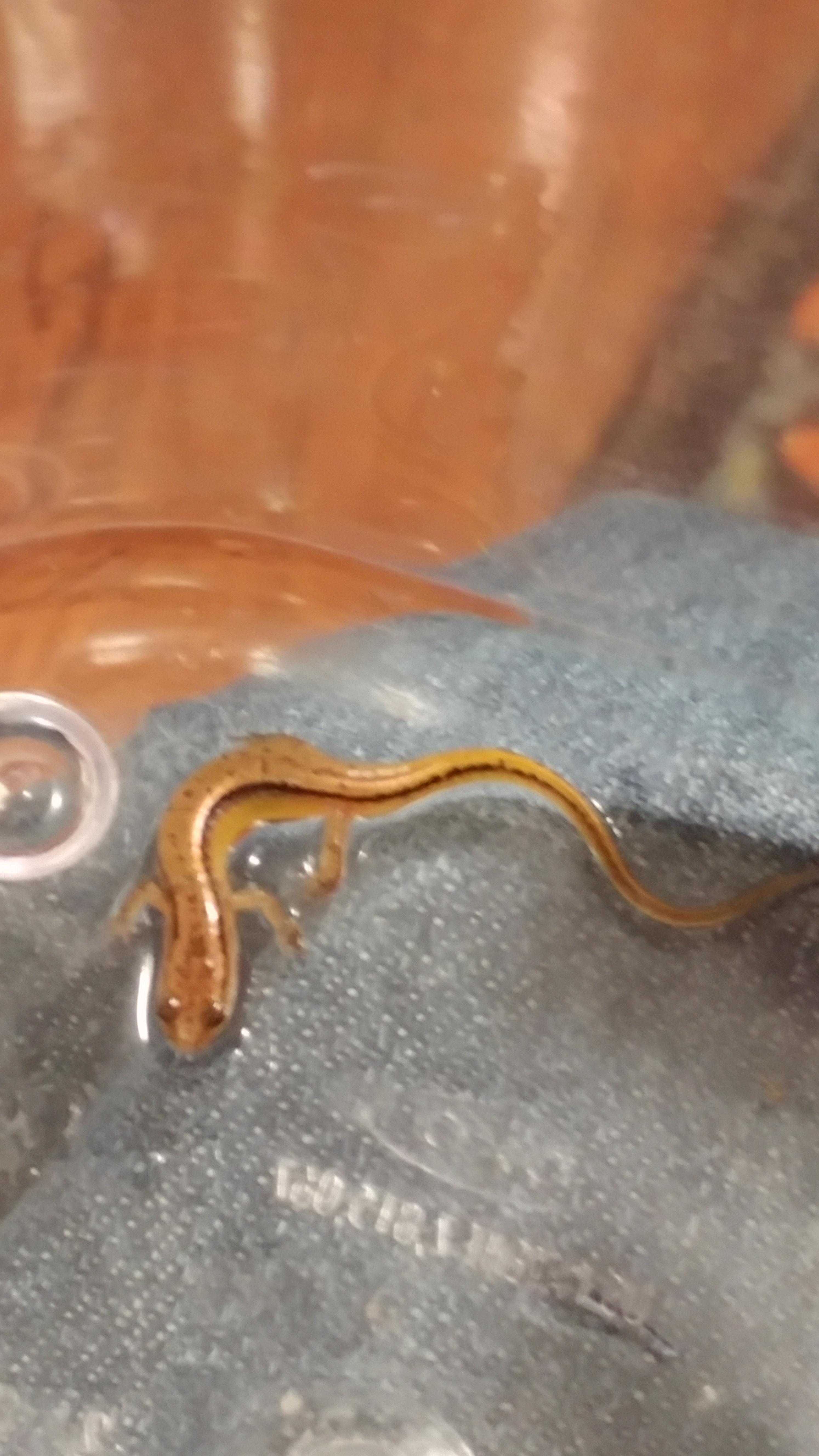 Baby Southern twolined Salamander r/reptiles