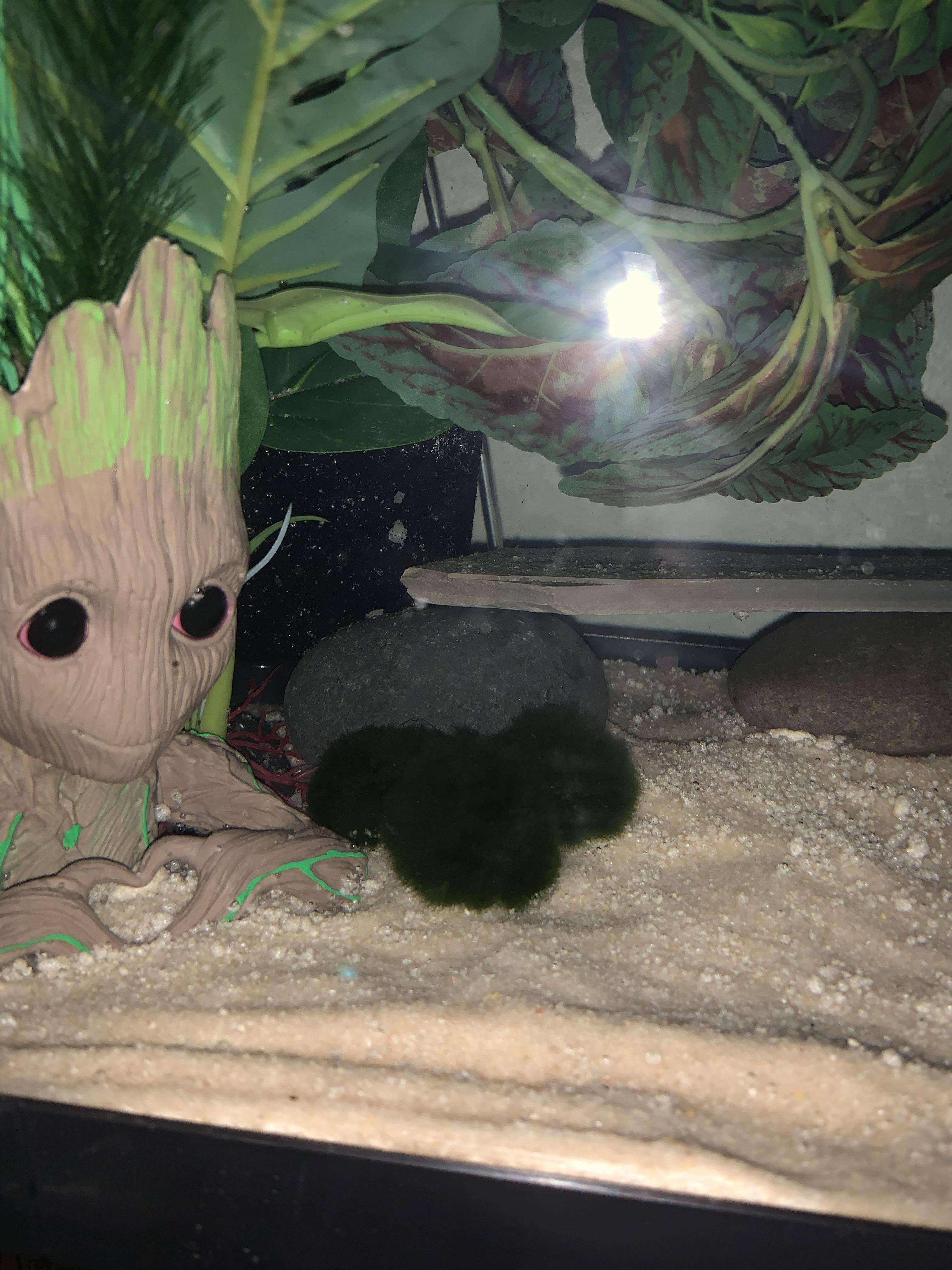 I’m getting a juvenile axolotl (don’t know the exact size, but age wise