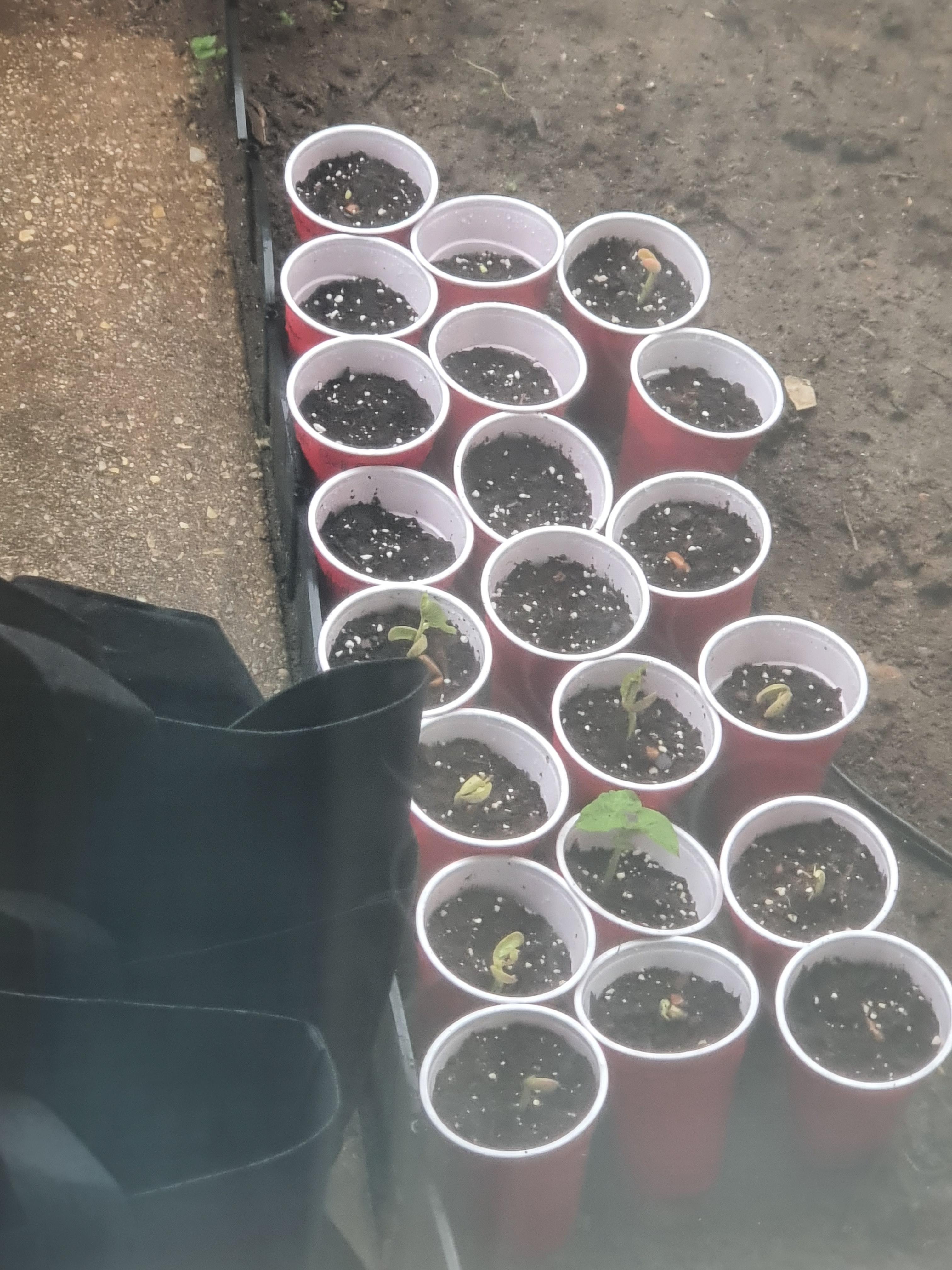 I think slugs ate my bean plants! I saw slime on the soil of the beans