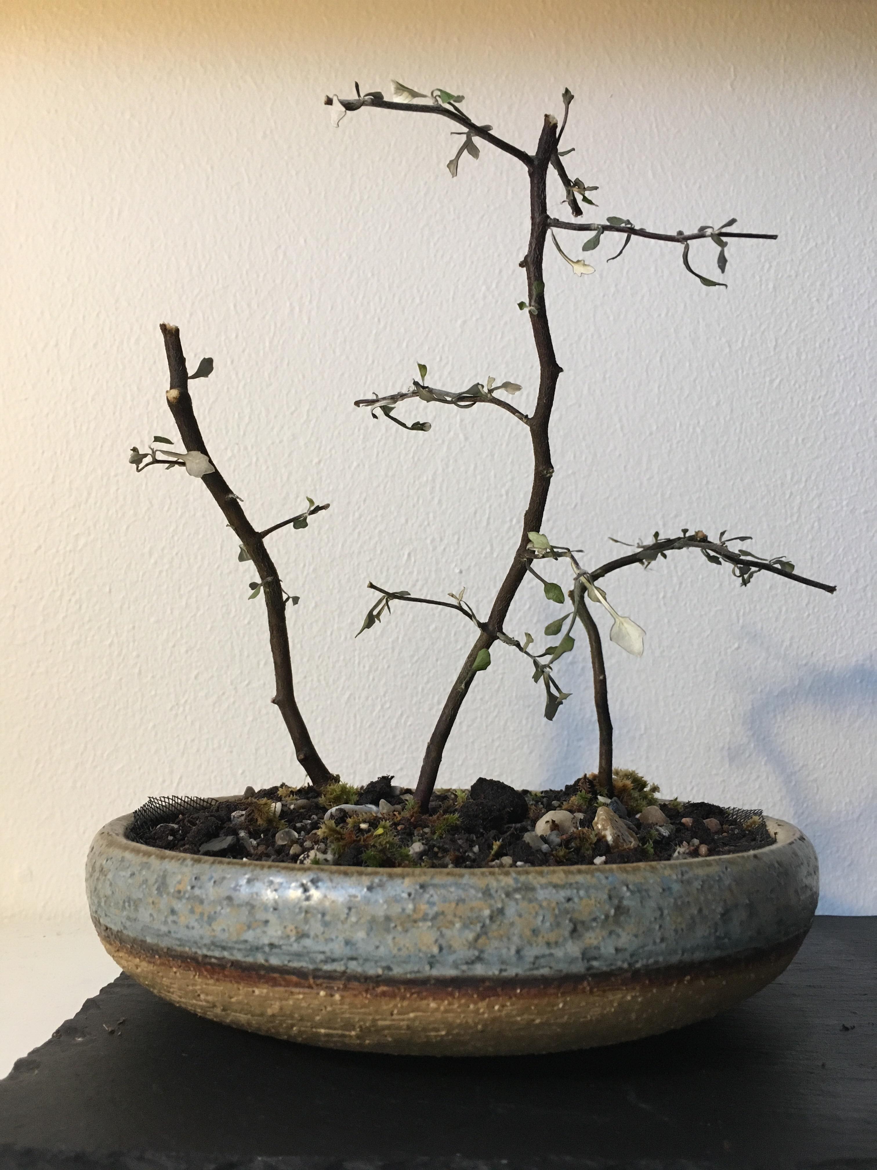 Tips for a beginner with a cotoneaster corokia? I water and fertilize a