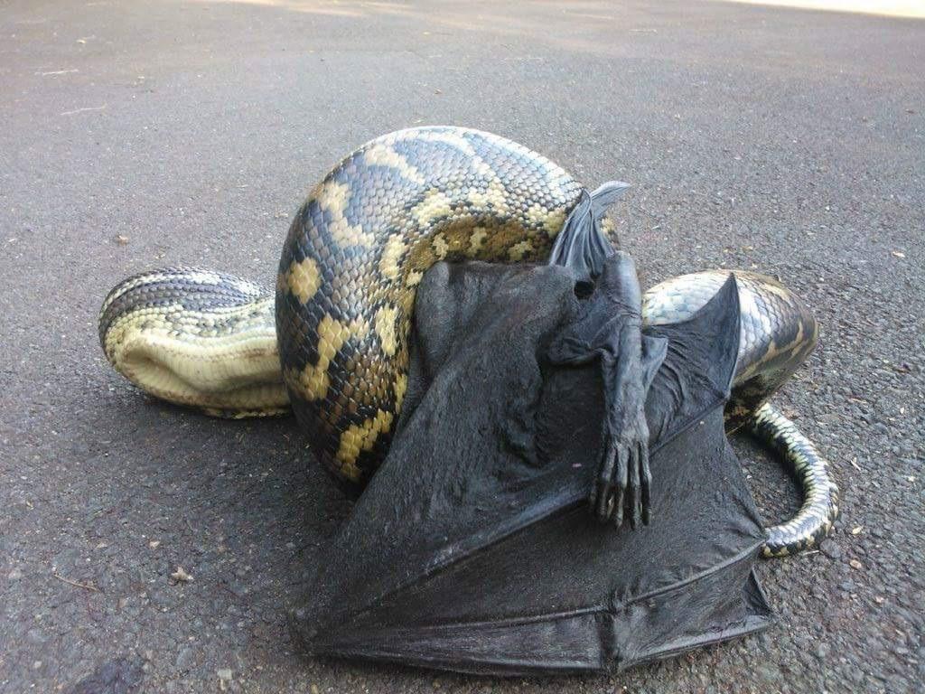 Snake eating a bat r/natureismetal