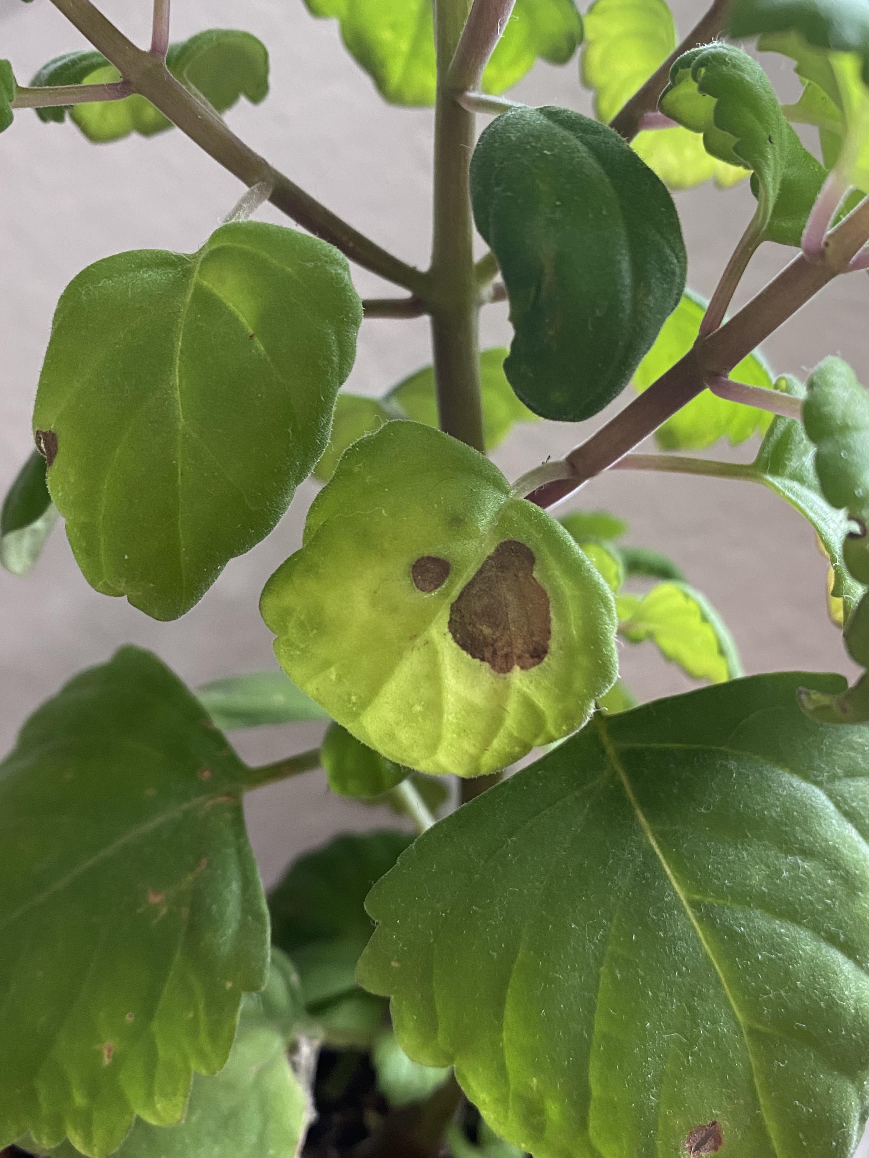 my swedish ivy got these burn? spots all over its leaves & it’s