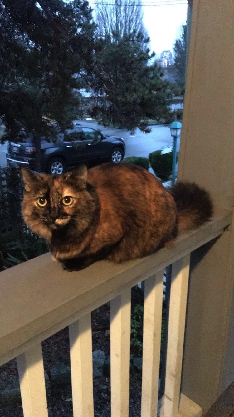 Is this your cat? Joyce Collingwood area; please put a collar on her so