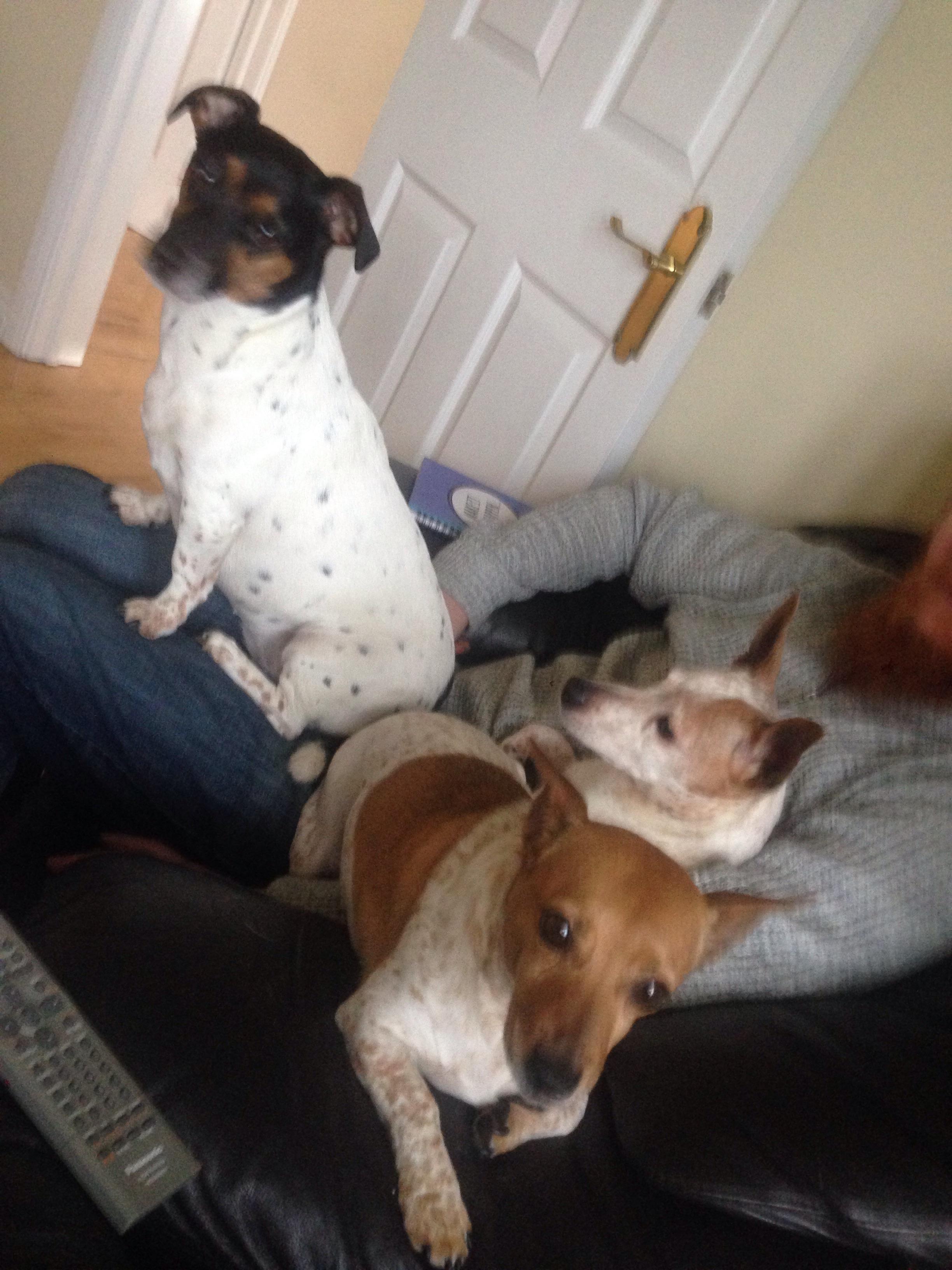 My muttley crew😁 r/jackrussellterrier