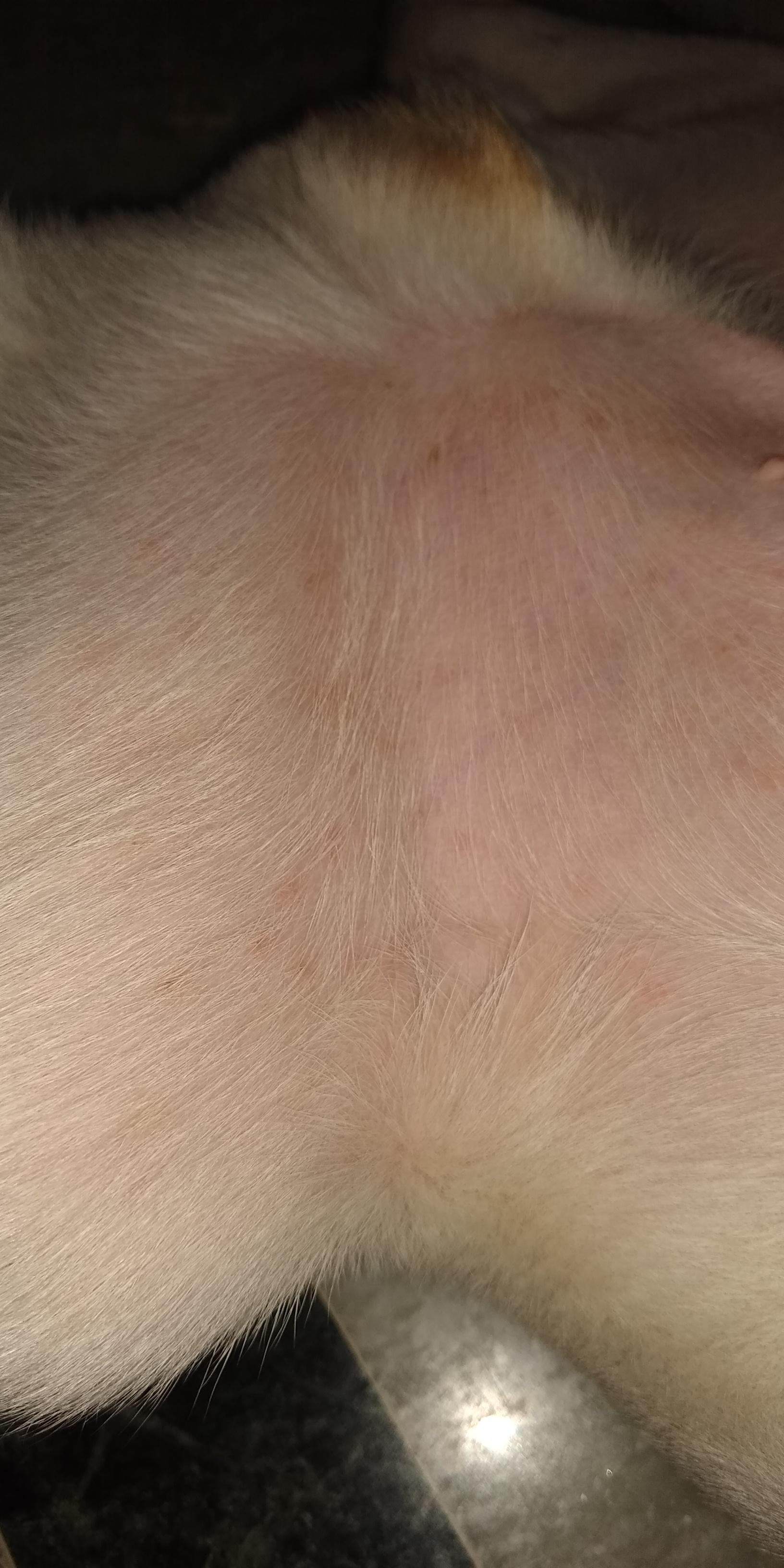 I noticed these spots on my dog's belly. Can anyone help me? r/DogAdvice