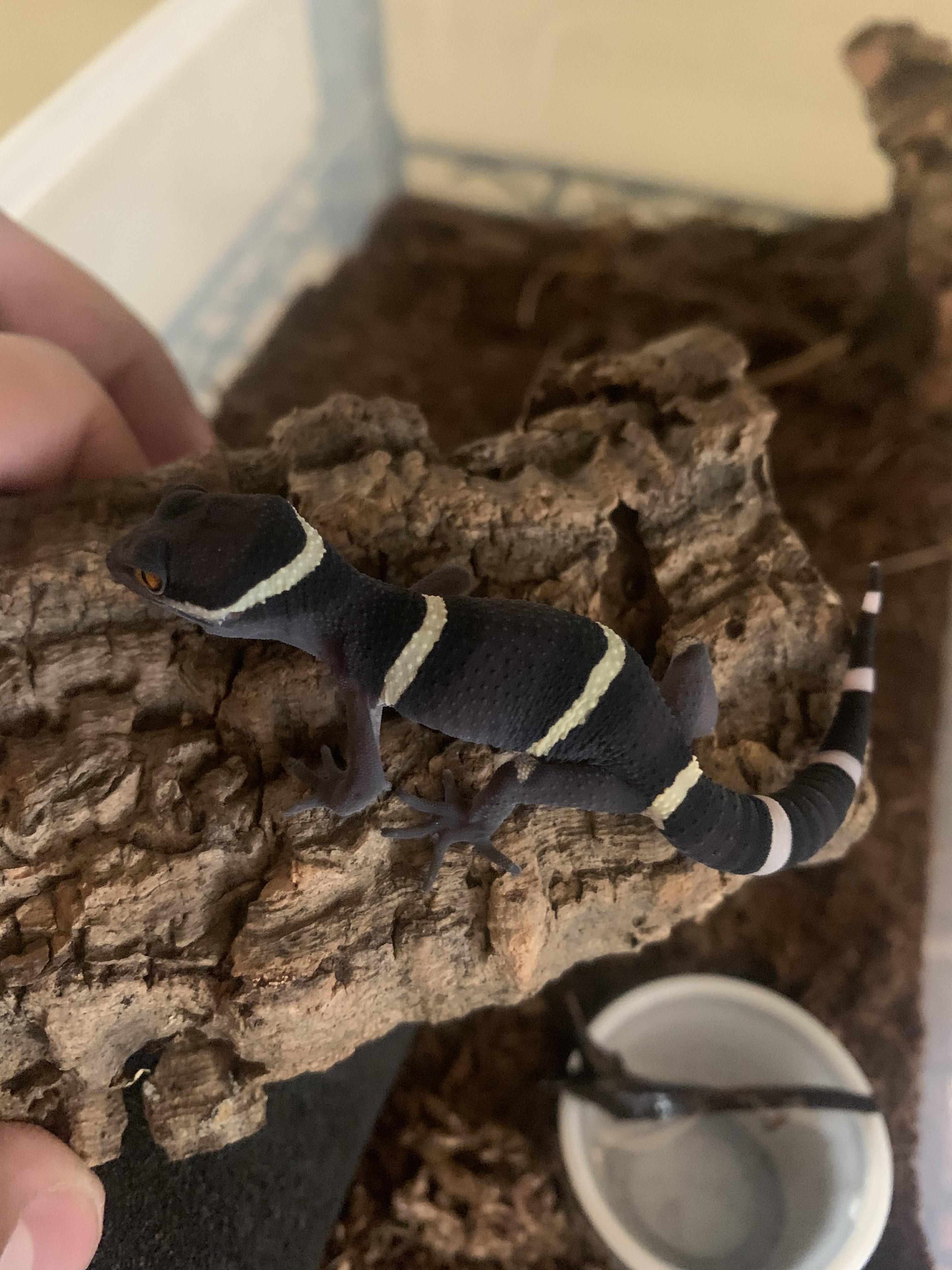 My baby Chinese cave gecko is refusing to eat. I’ve been trying to