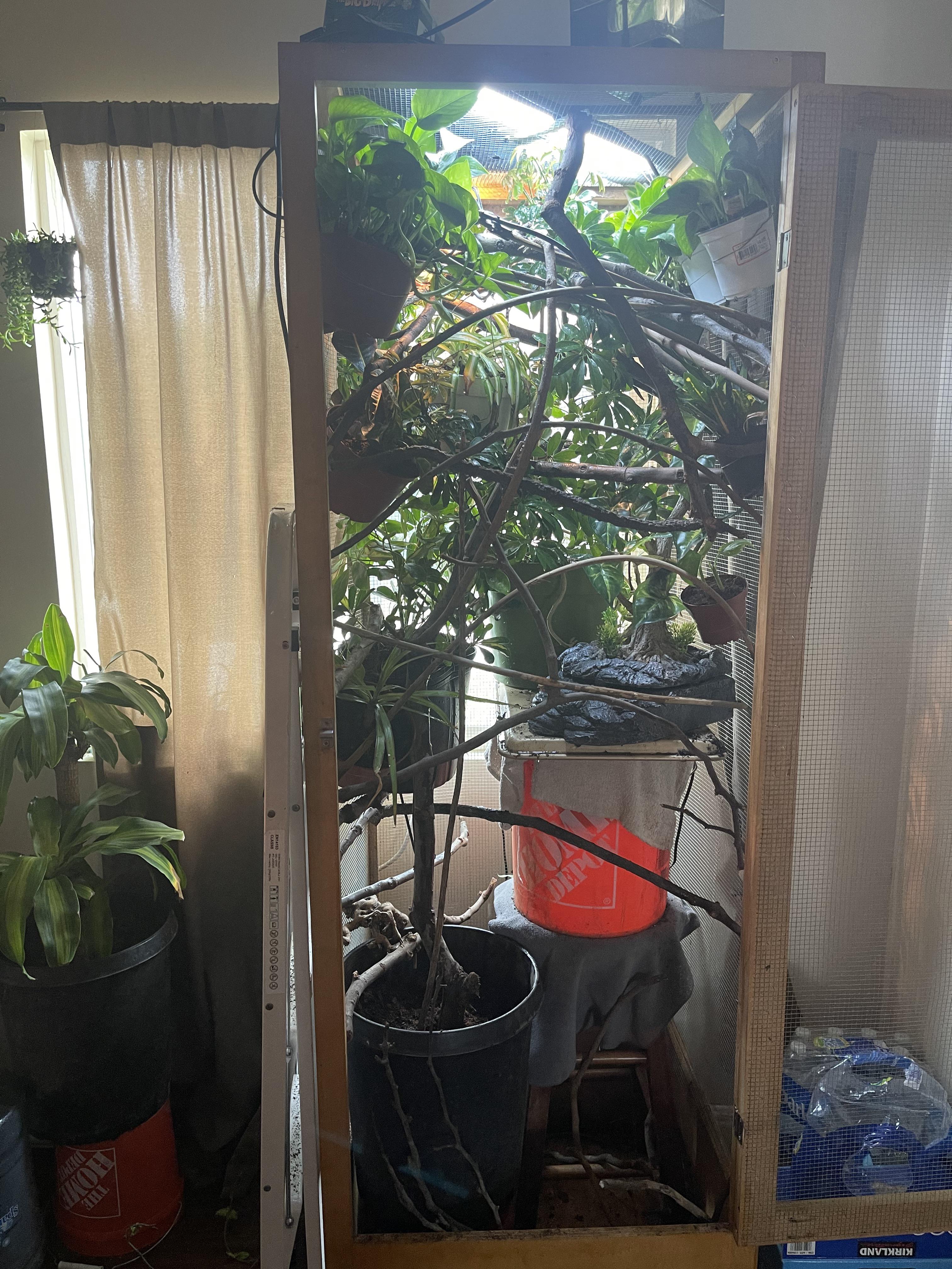 My veiled chamelon enclosure.. she also has an enclosure outside