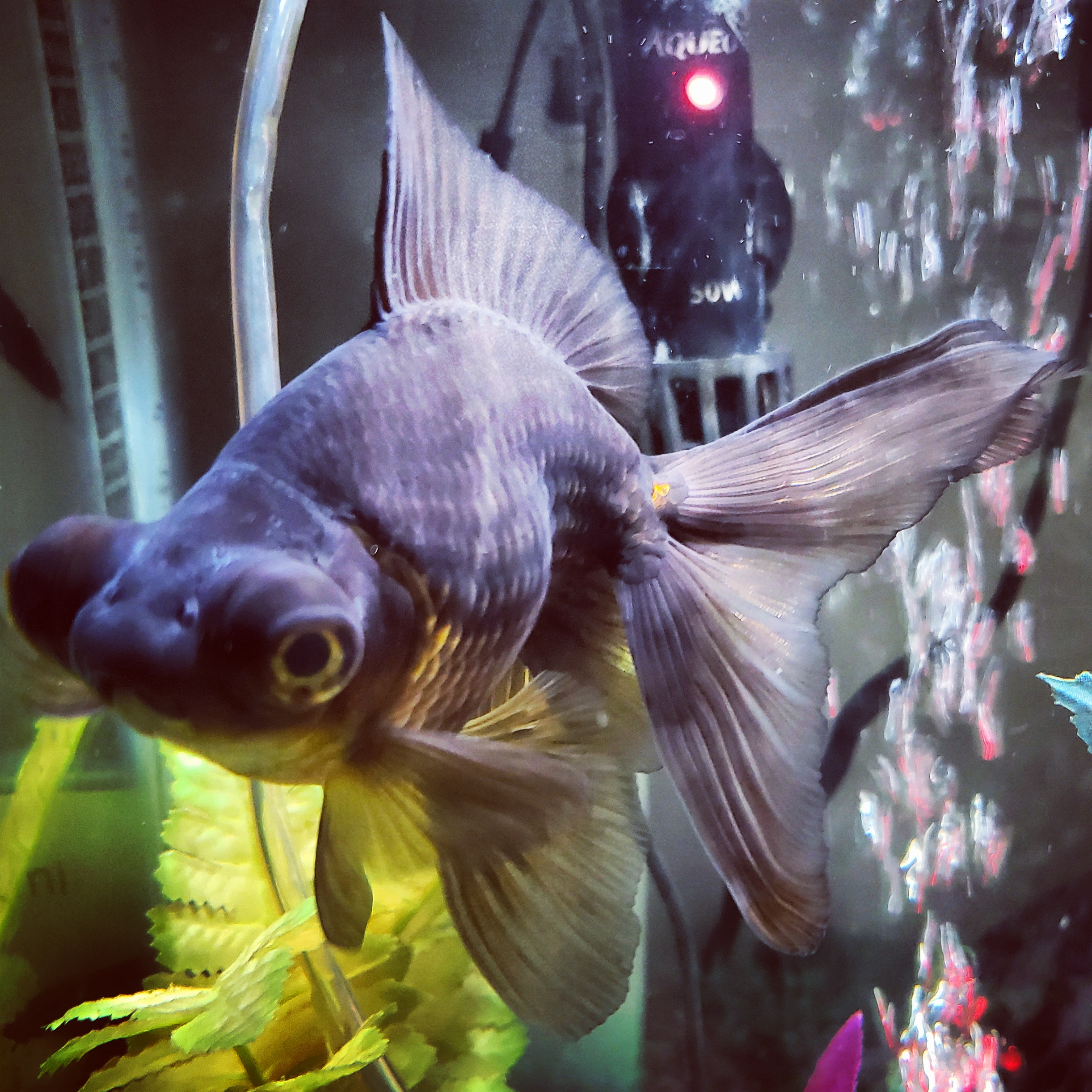 134 best Black Moor images on Pholder Goldfish, Aquariums and