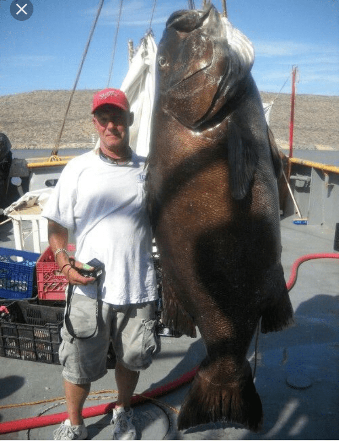 Absolute unit of a fish (Giant black sea bass) r/AbsoluteUnits