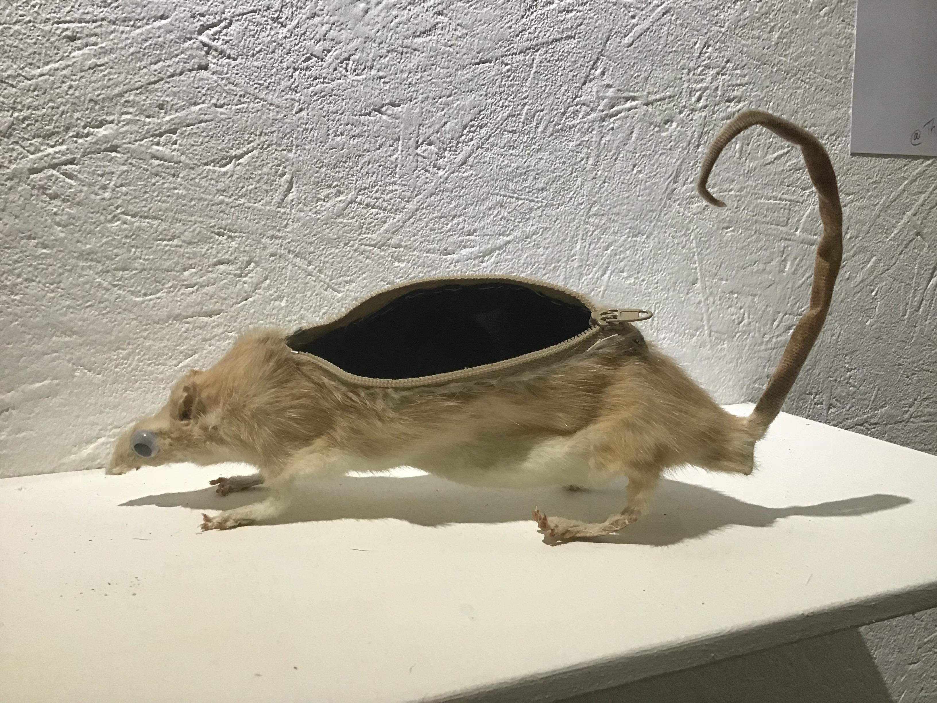 Rat Pencilcase, 25cm, Taxidermy r/Art