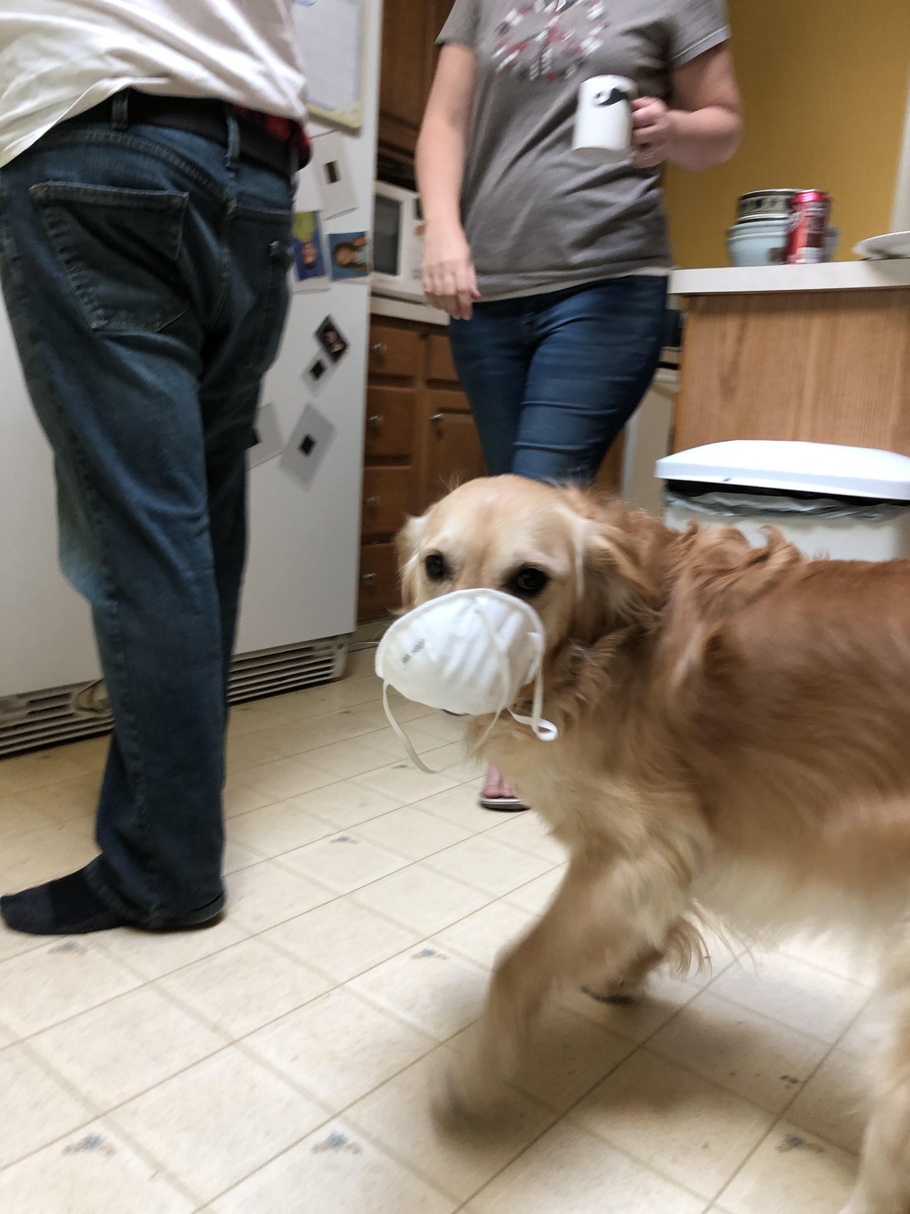 Quarantine dog r/CowBelly