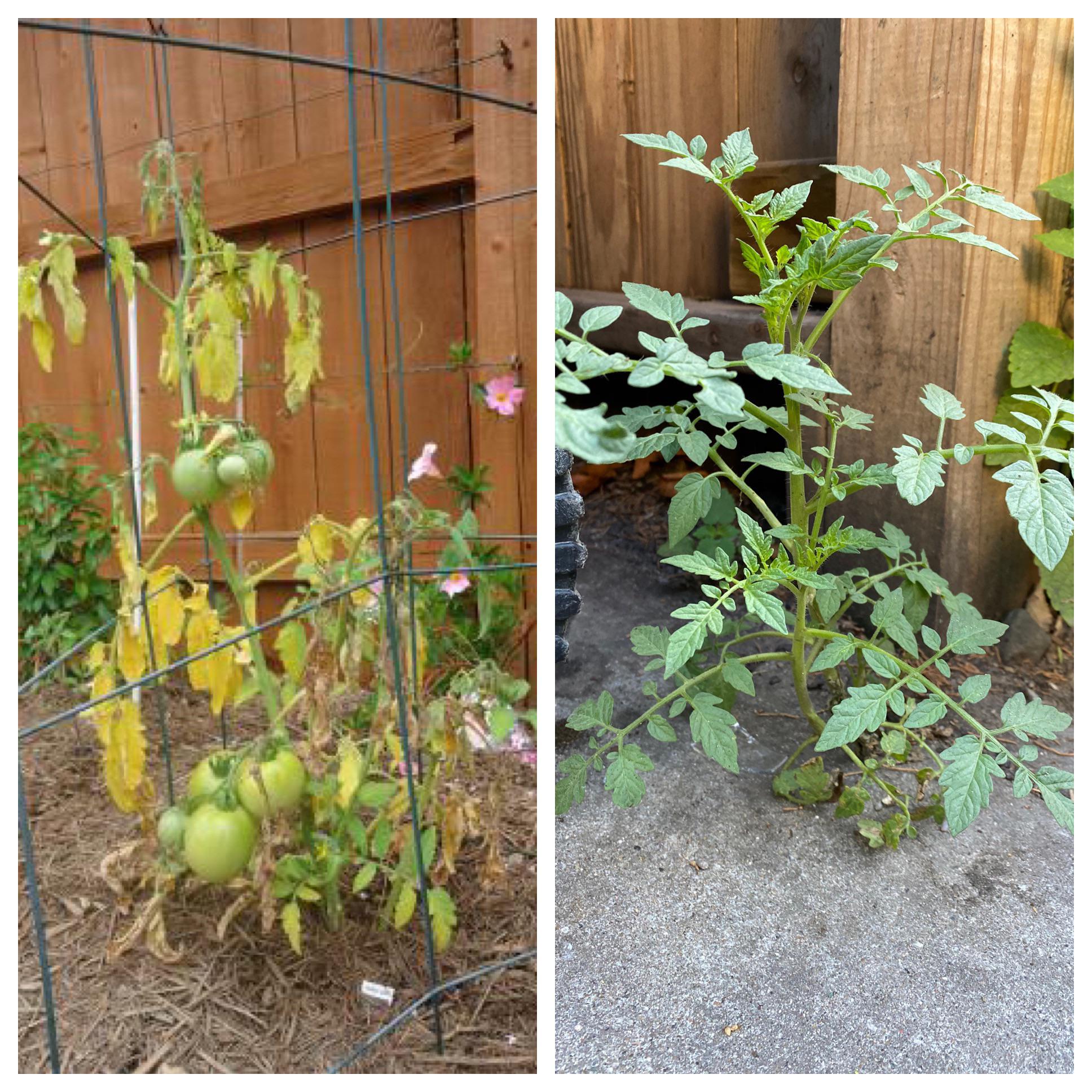 The tomato plant I care and tend to vs. this tomato plant growing out