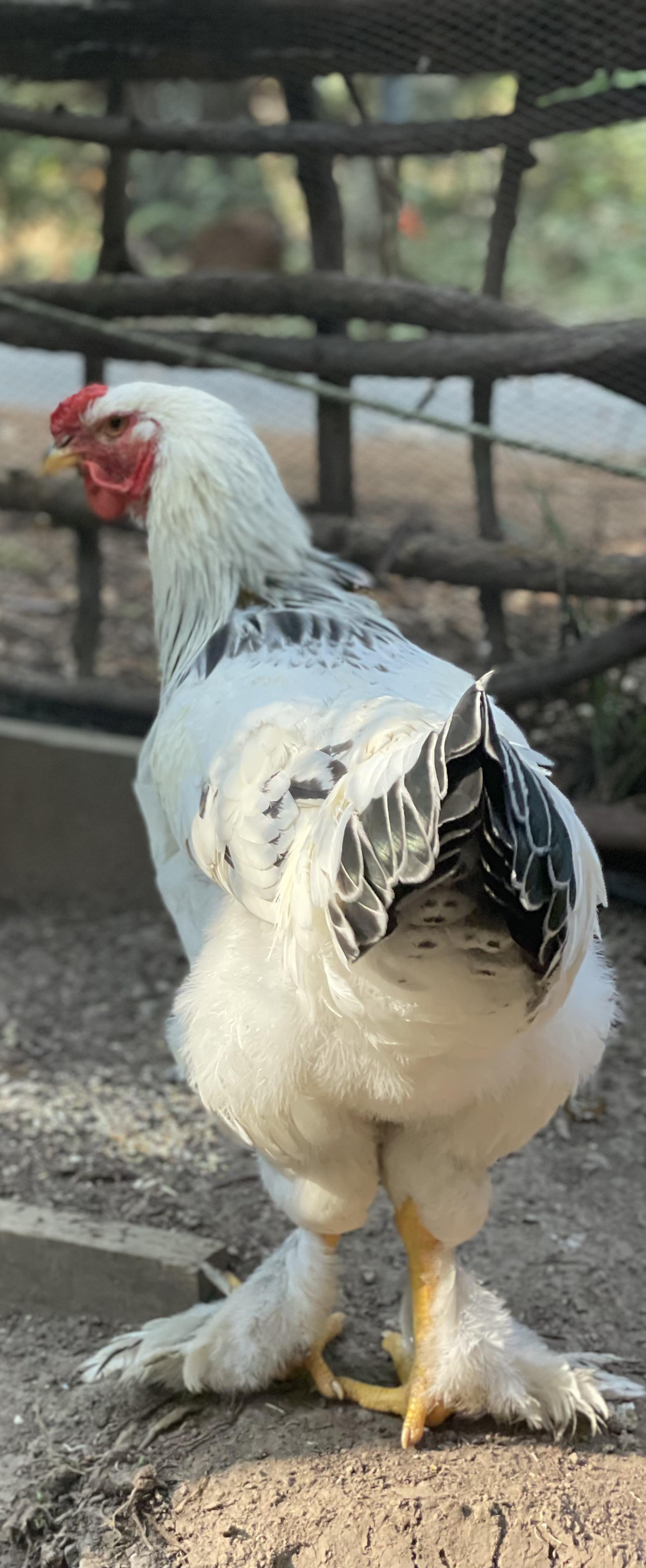 I don’t plan on putting him down but I have to sign a waiver at the