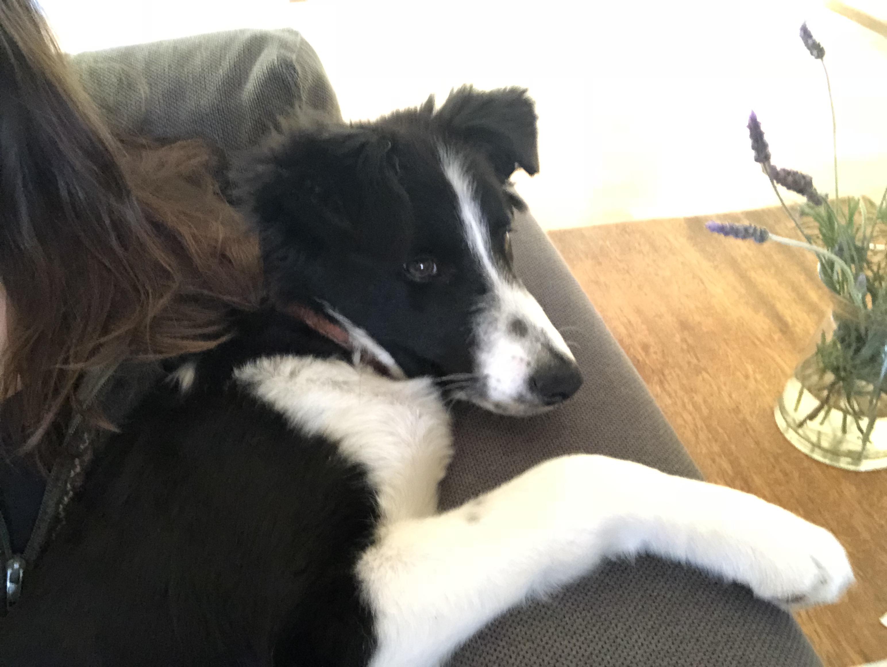Can A Border Collie Be A House Pet