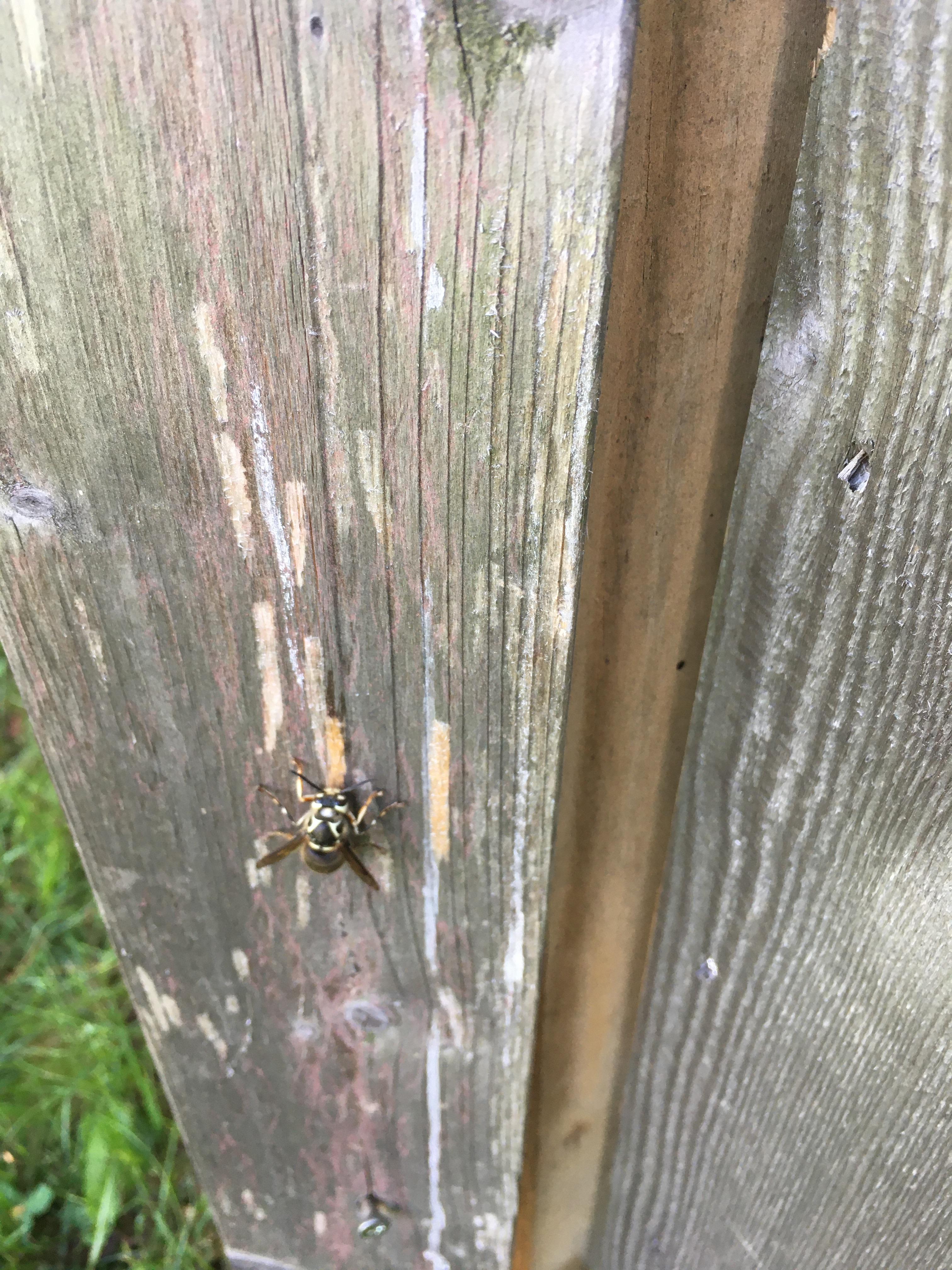SE PA. Eating my fence r/whatsthisbug