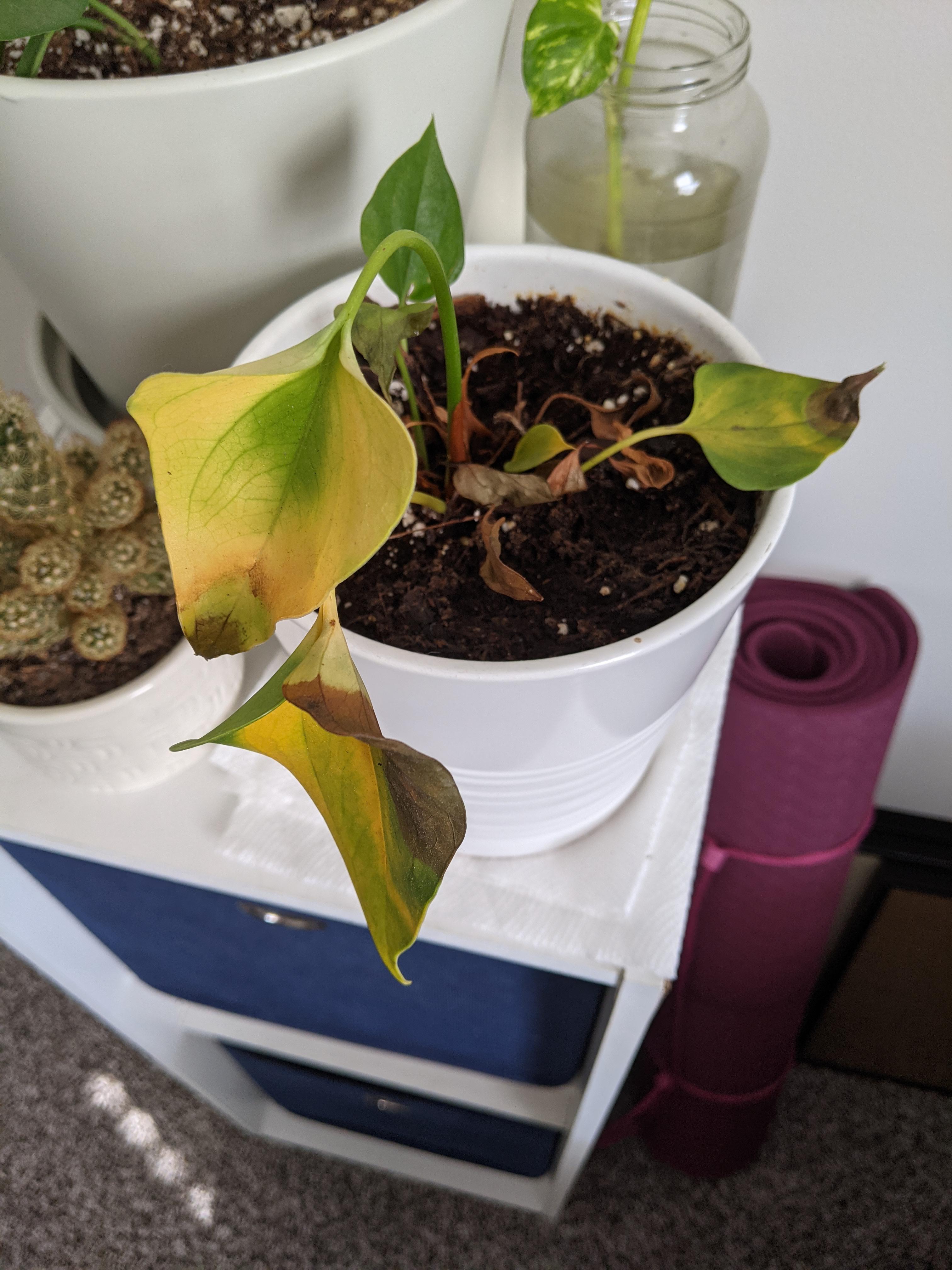 Help! How do I save my anthurium? r/plantclinic