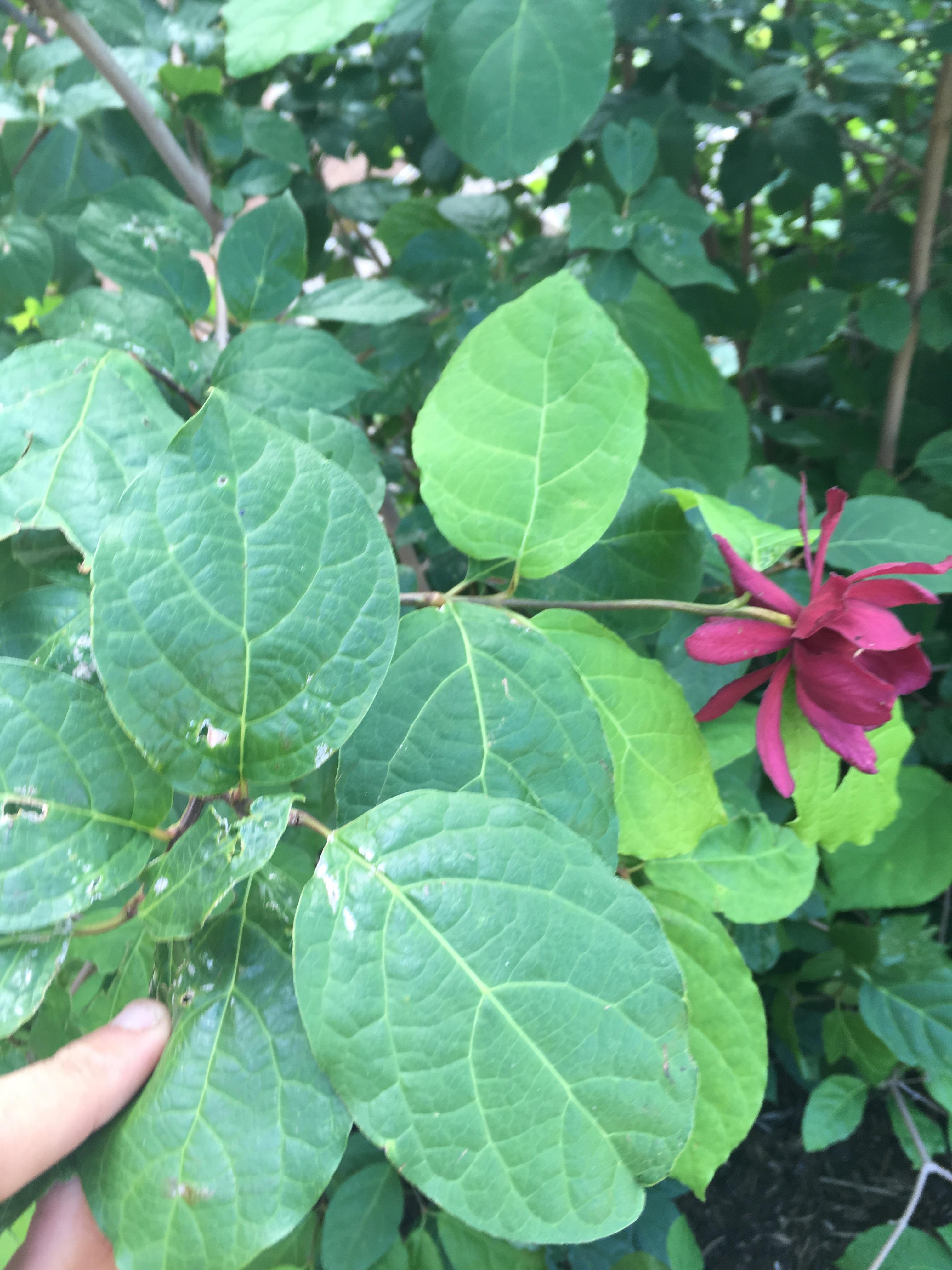 What's this purple flowering shrub/tree? WI, USA r/ImagesOfUSA