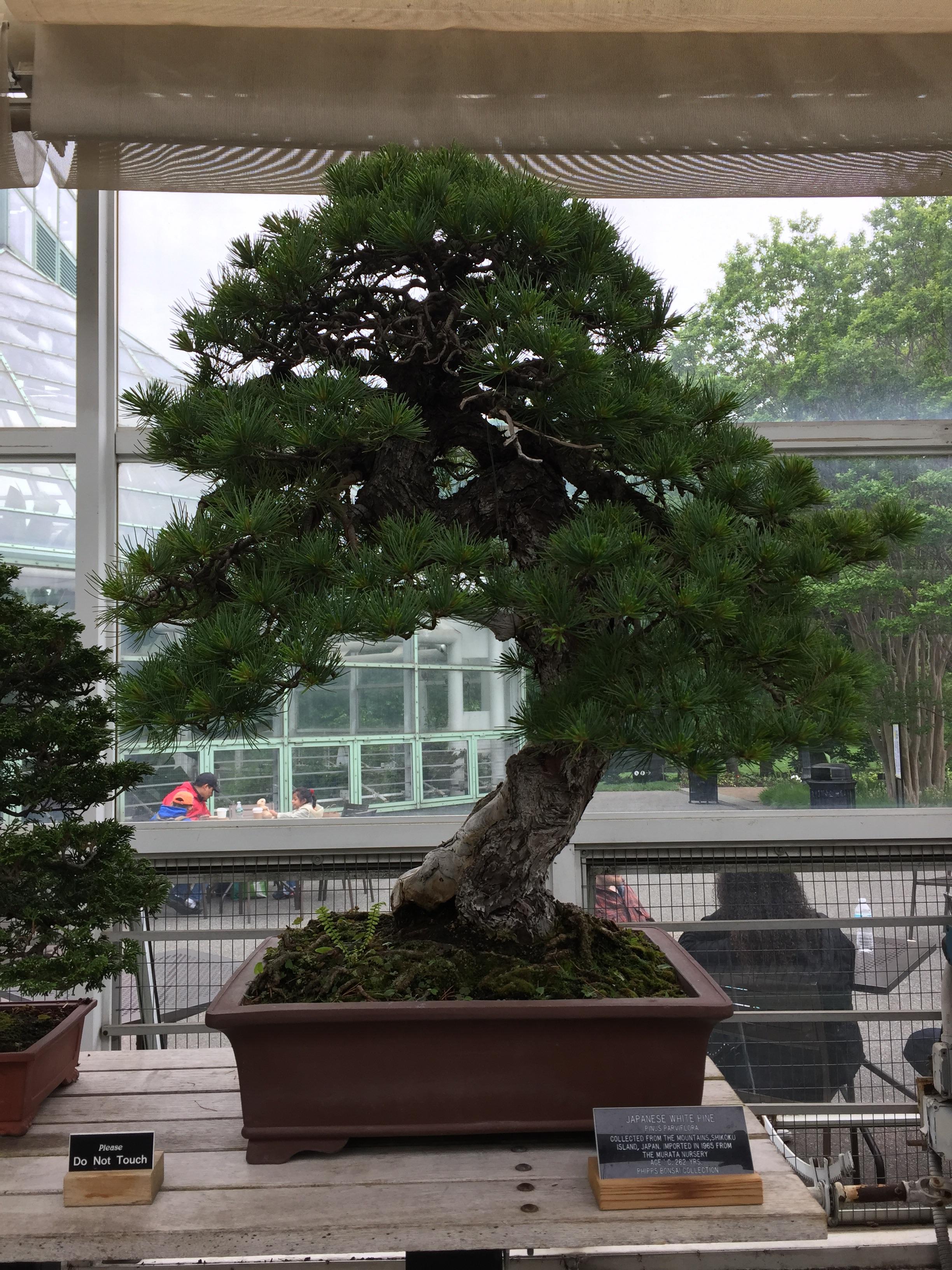 Brooklyn Botanic Garden! Bonsai
