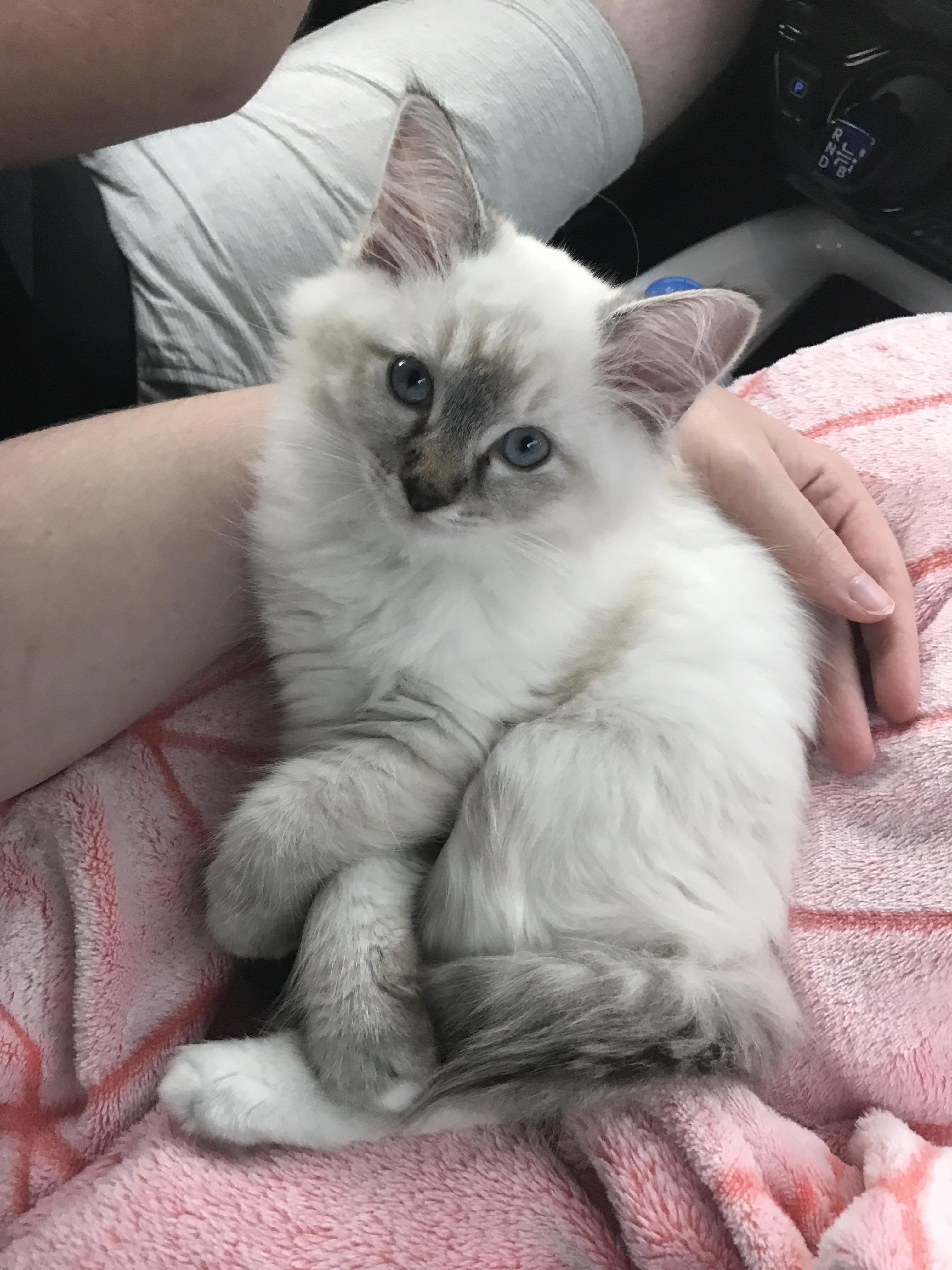 Meet Marlie, my first ragdoll cat r/ragdolls