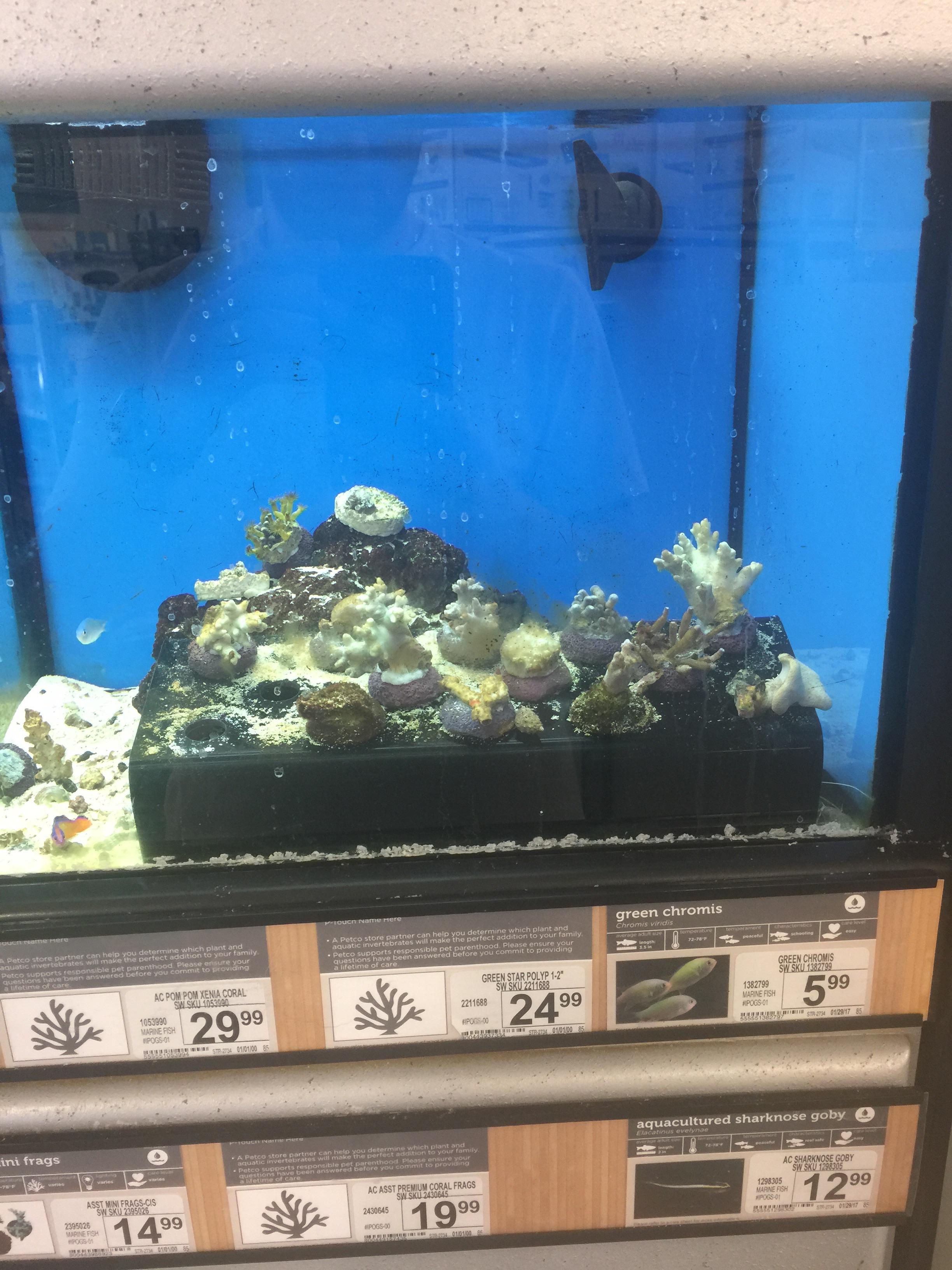 Petco Saltwater Fish